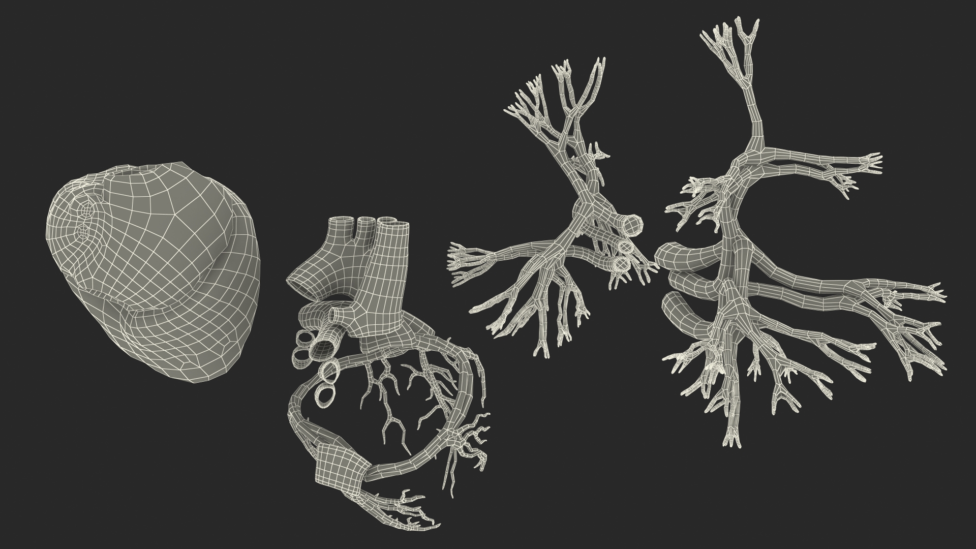 Female Heart 3D