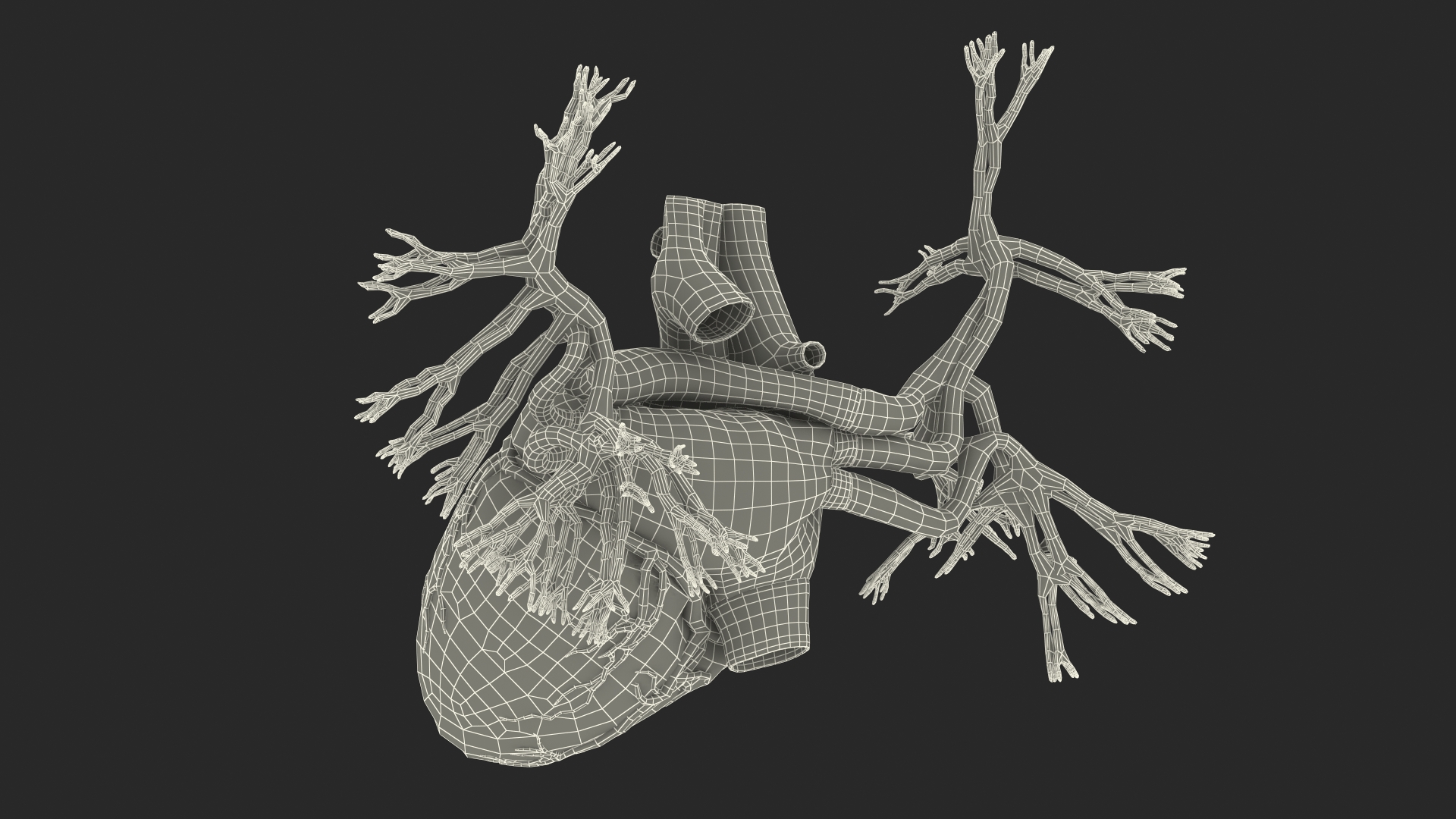 Female Heart 3D