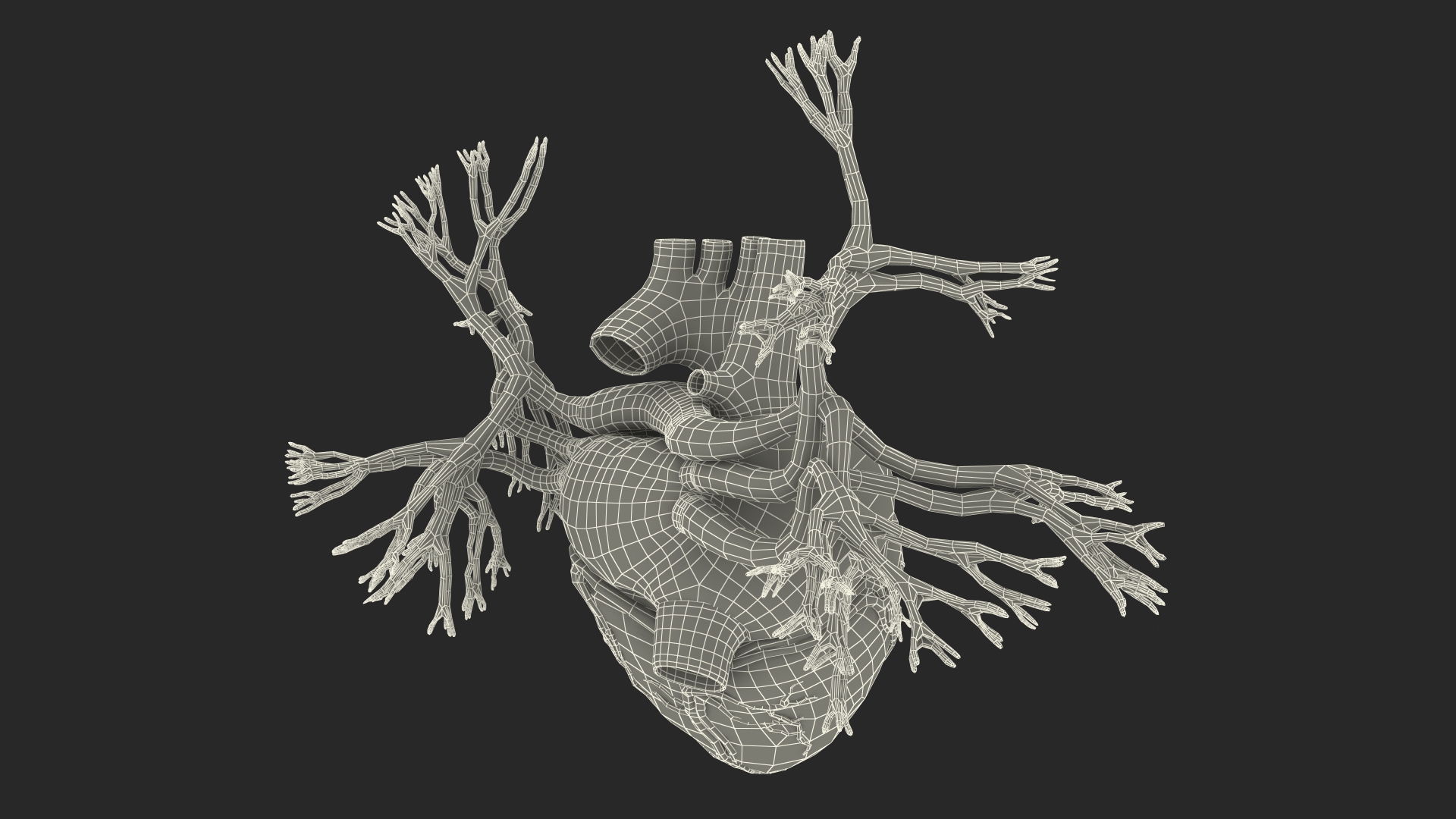 Female Heart 3D