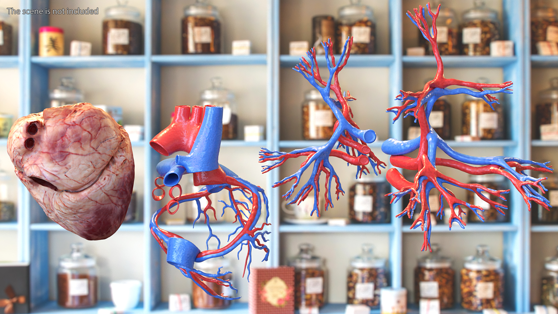 Female Heart 3D