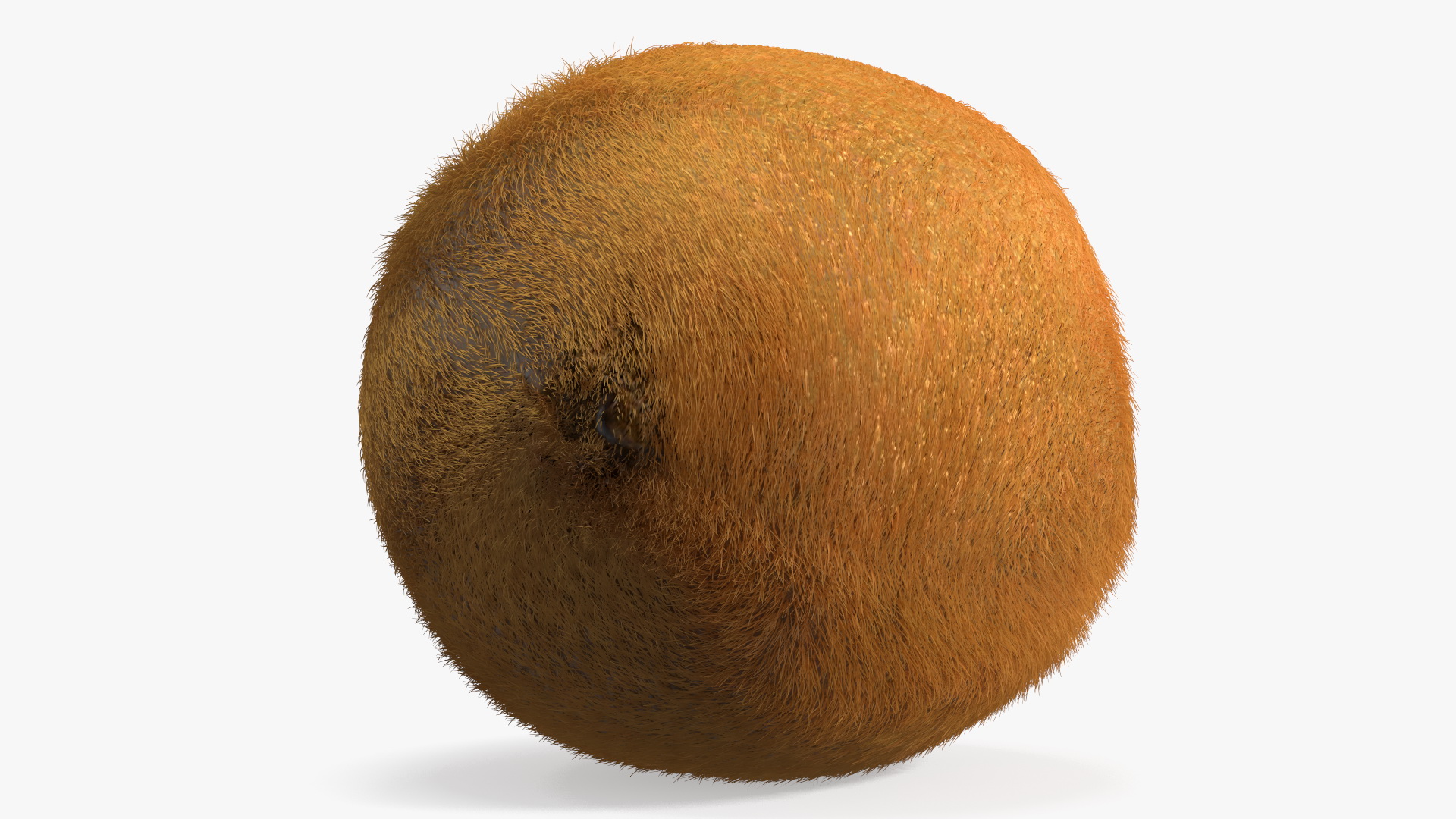 3D Kiwi with Fur model