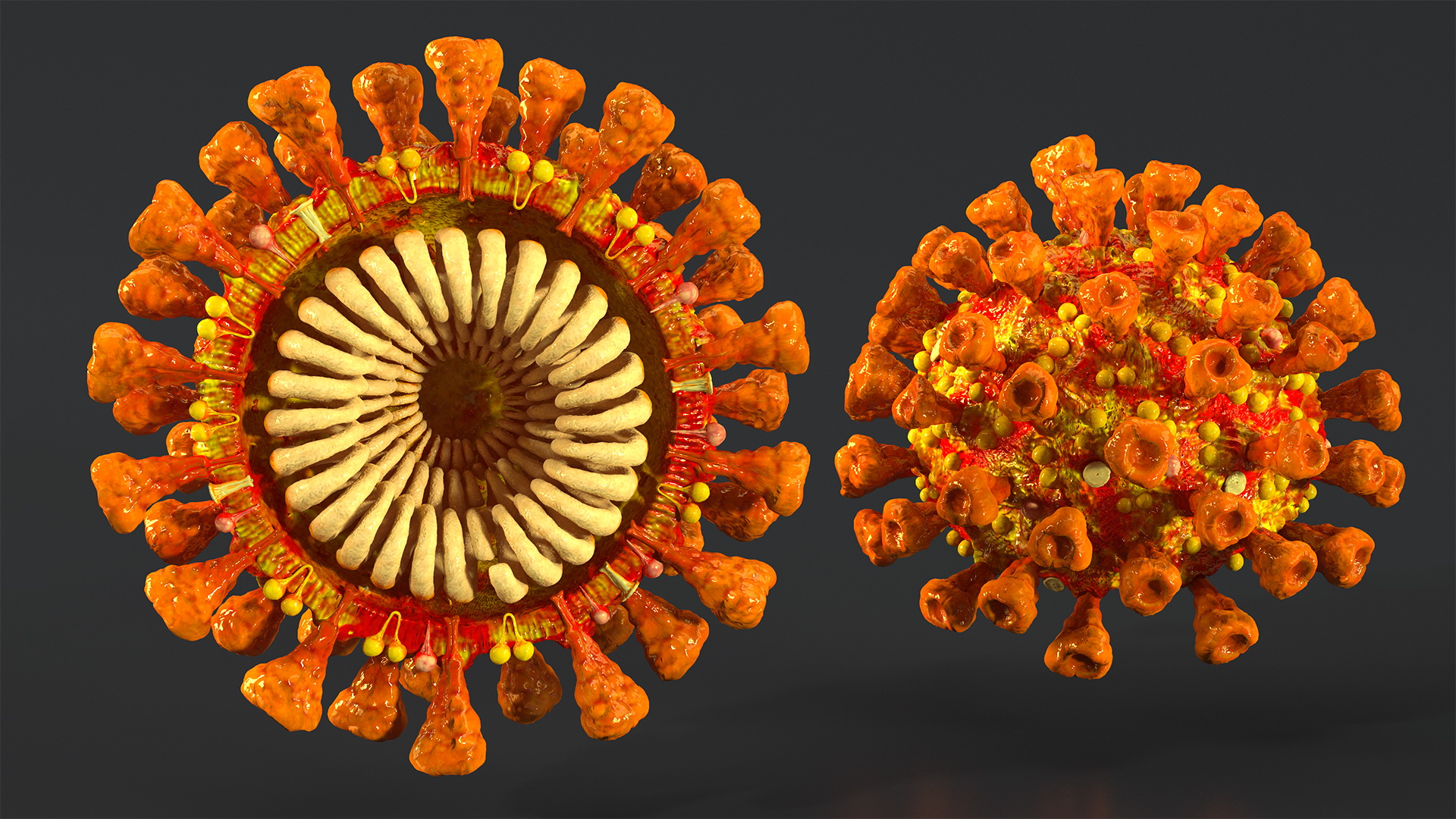 Coronavirus SARS-CoV Cross Section 3D model