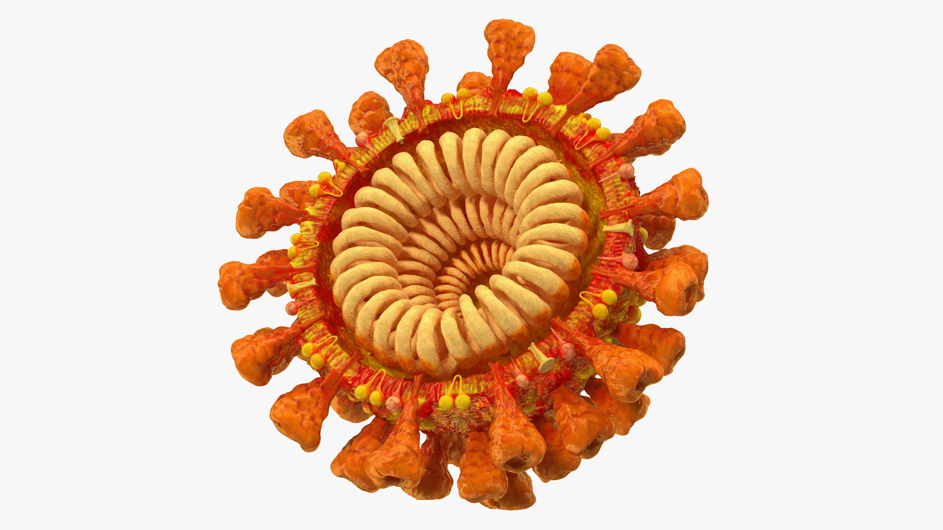 Coronavirus SARS-CoV Cross Section 3D model