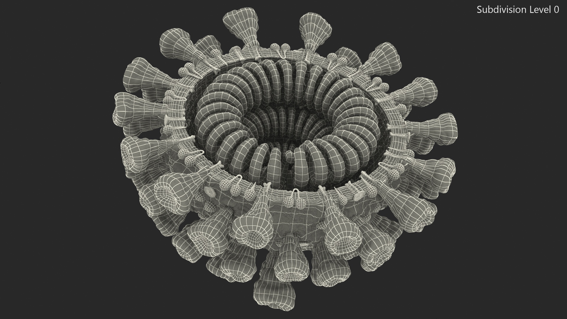 Coronavirus SARS-CoV Cross Section 3D model