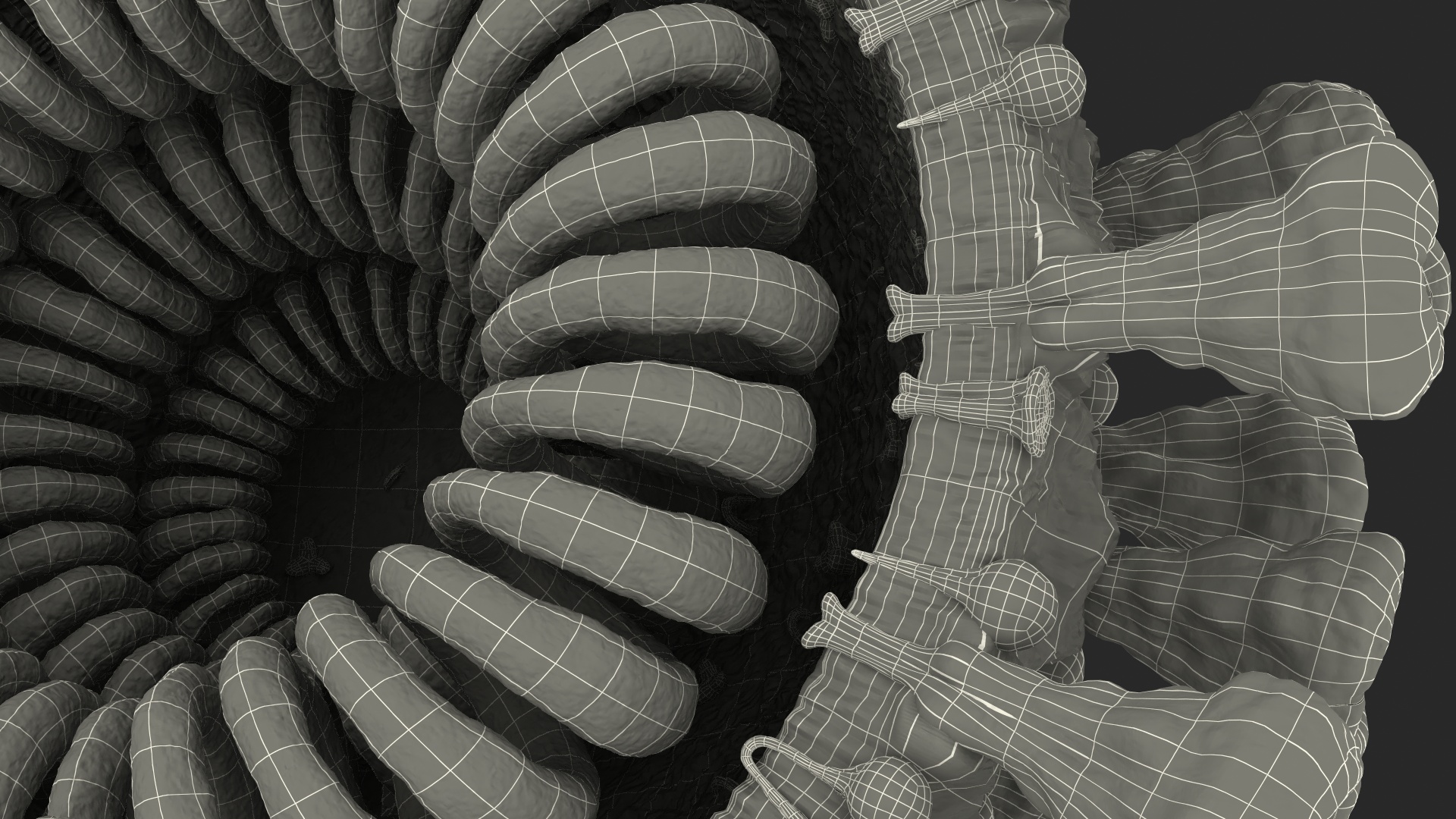 Coronavirus SARS-CoV Cross Section 3D model