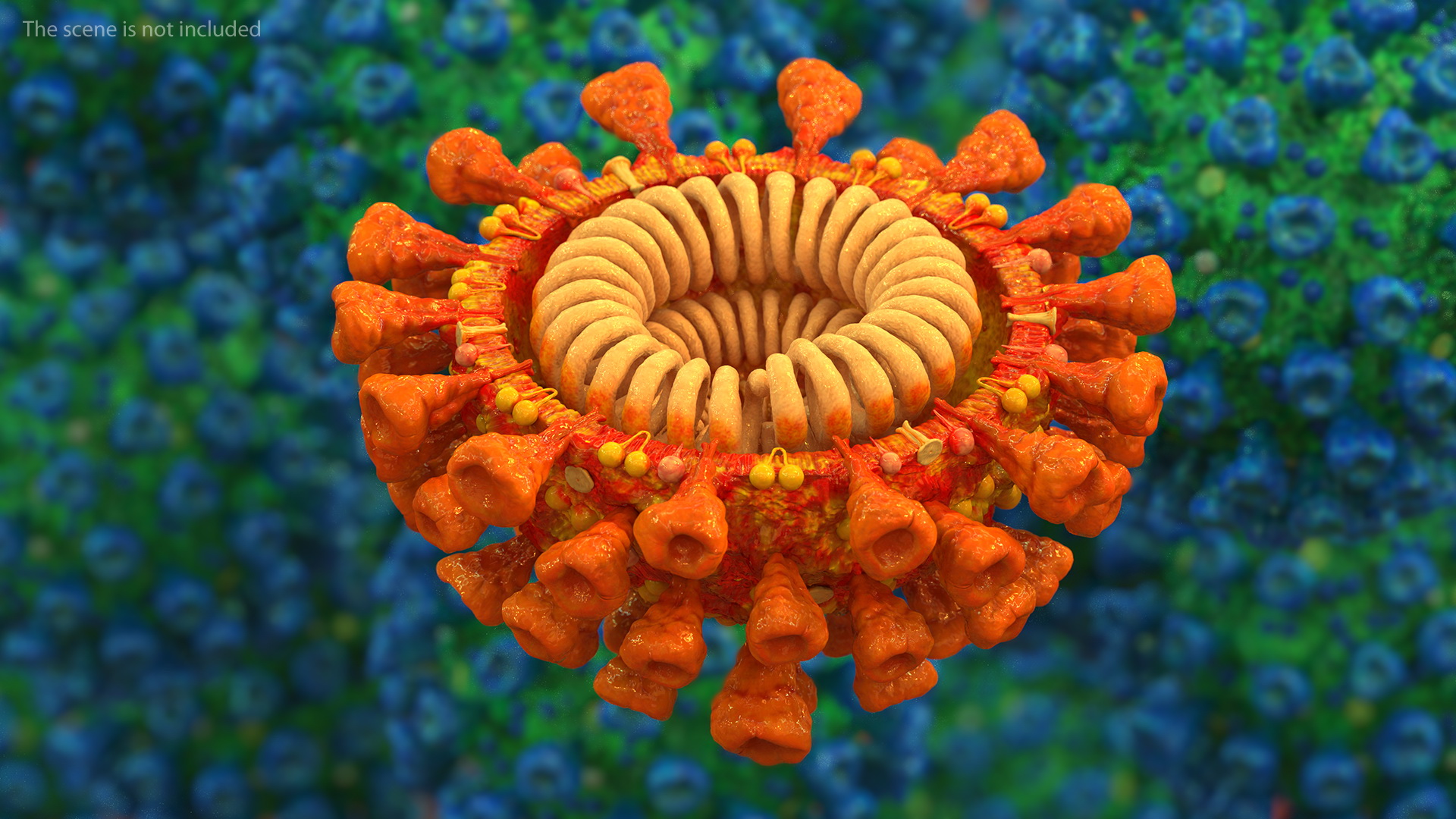 Coronavirus SARS-CoV Cross Section 3D model