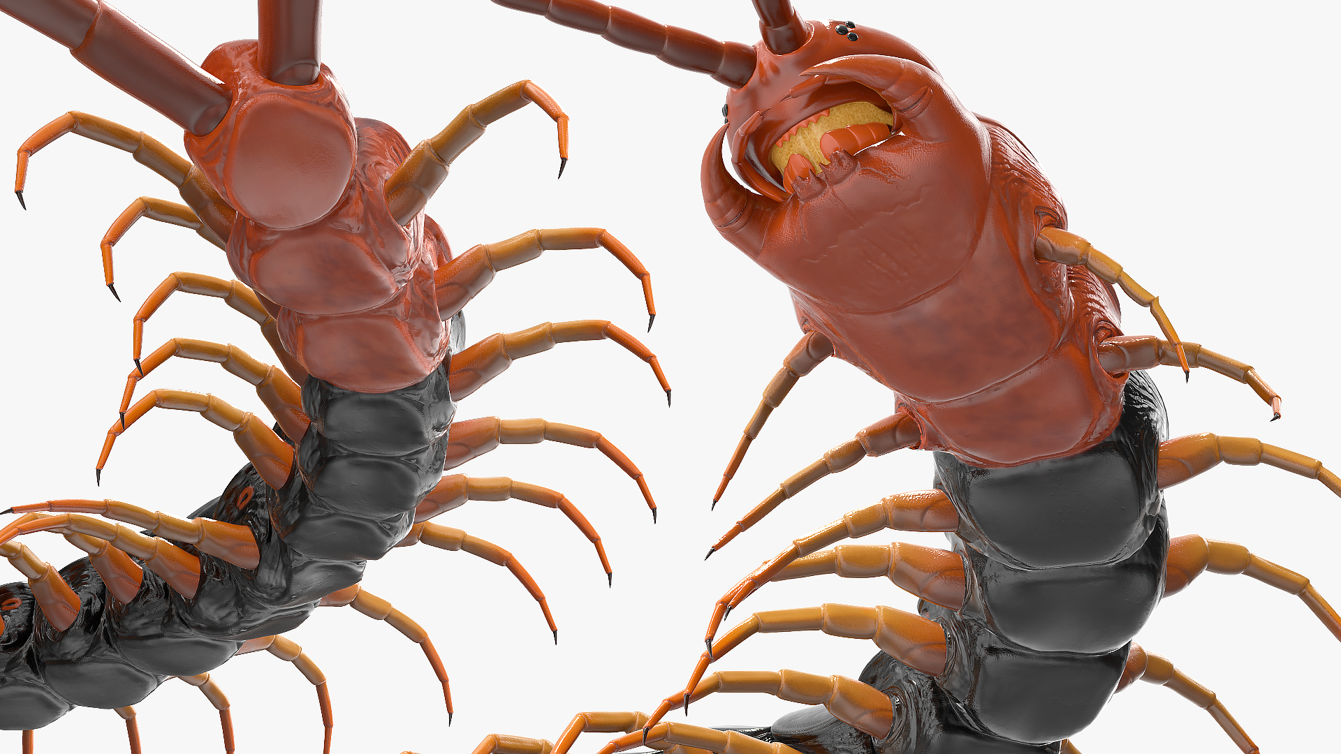 Giant Desert Centipede Scolopendra Heros Crawling 3D model