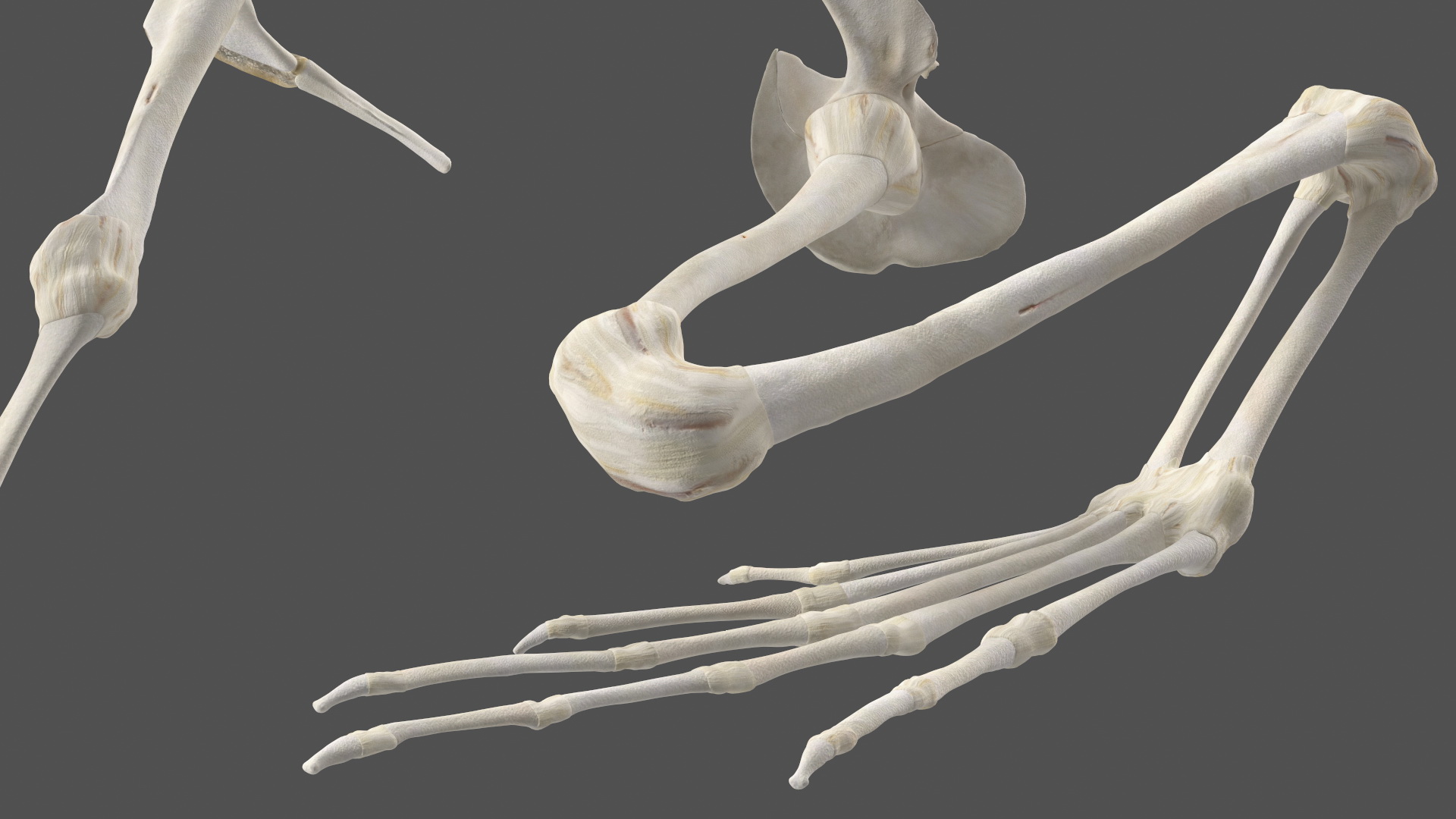 3D model Frog Anatomy Left Side Colored