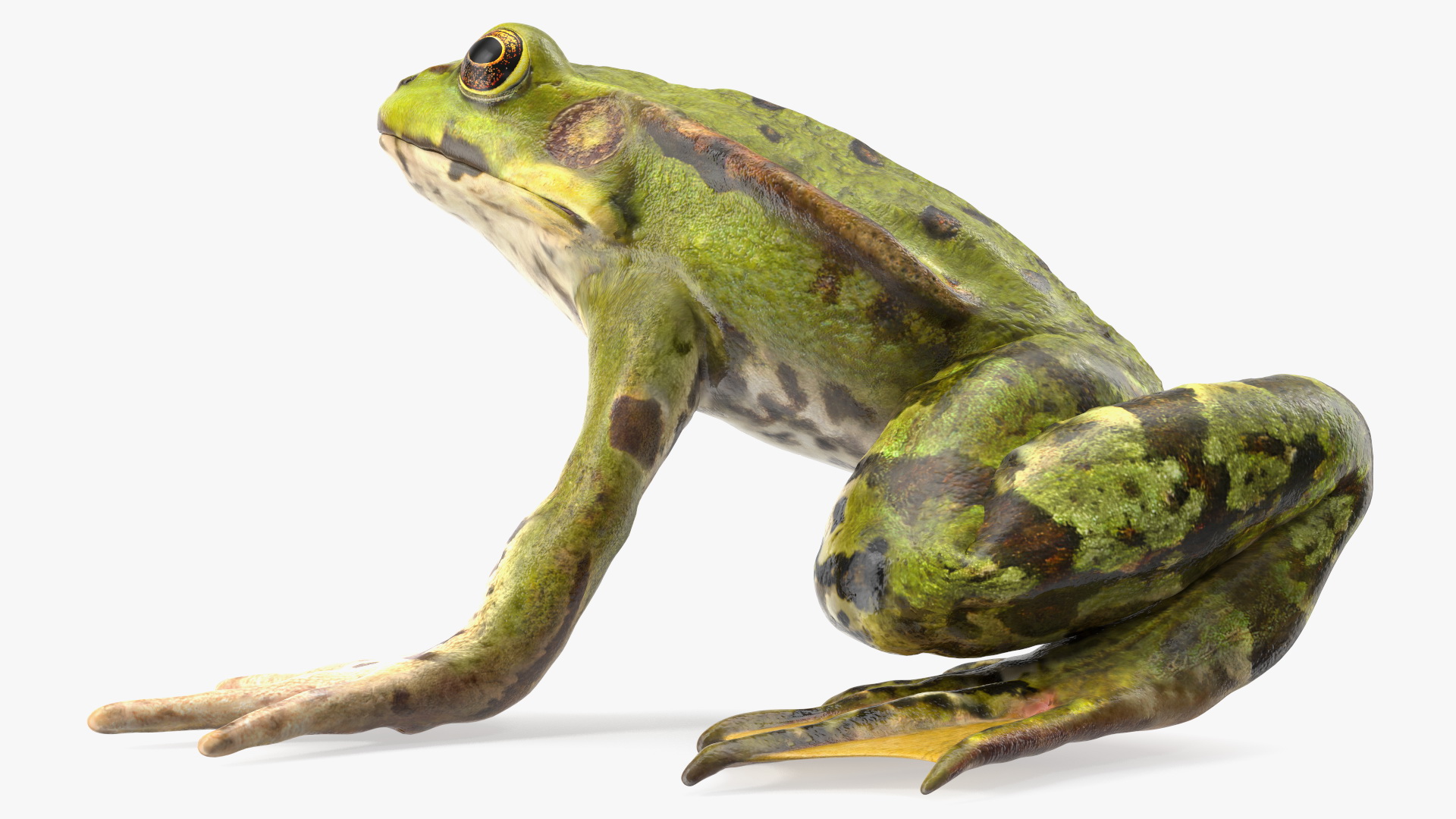 3D model Frog Anatomy Left Side Colored