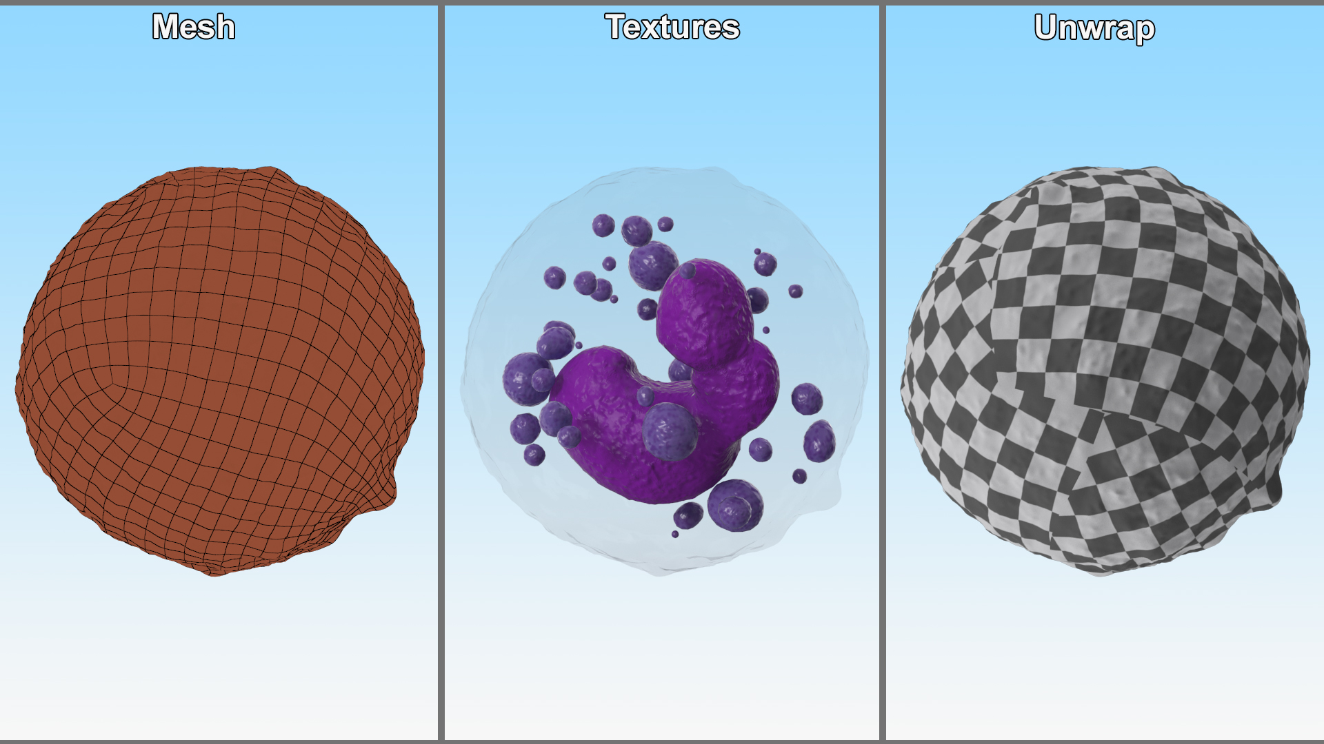 Basophil Blood Cell 3D model