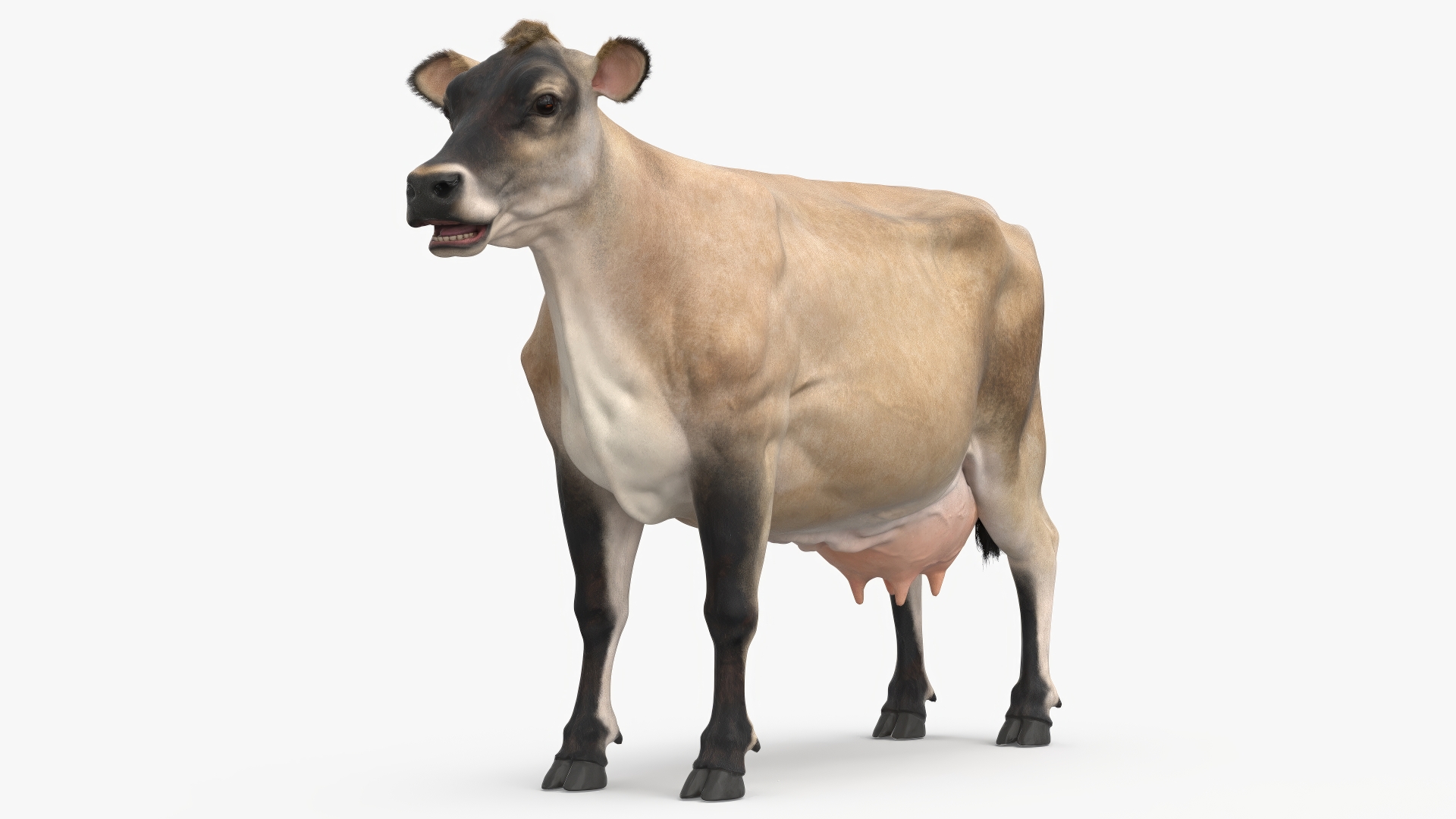 3D model Cream Cow Fur Rigged