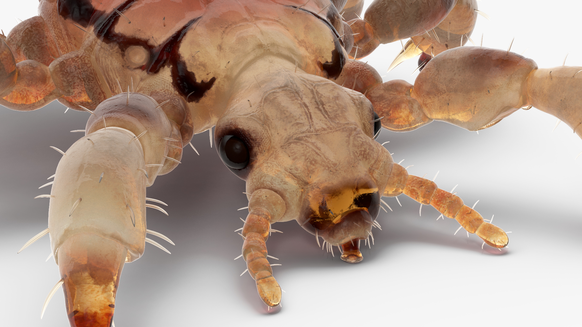 Louse with Blood Eating Pose SSS 3D