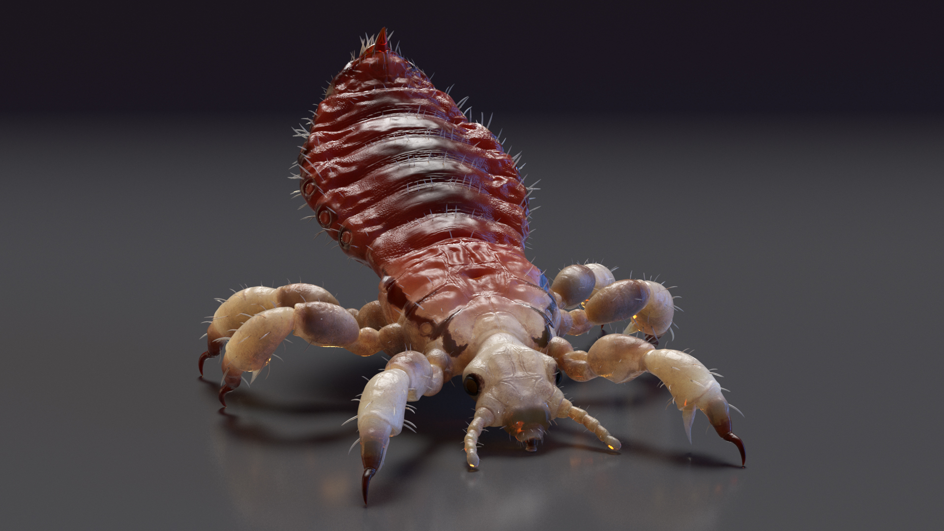 Louse with Blood Eating Pose SSS 3D