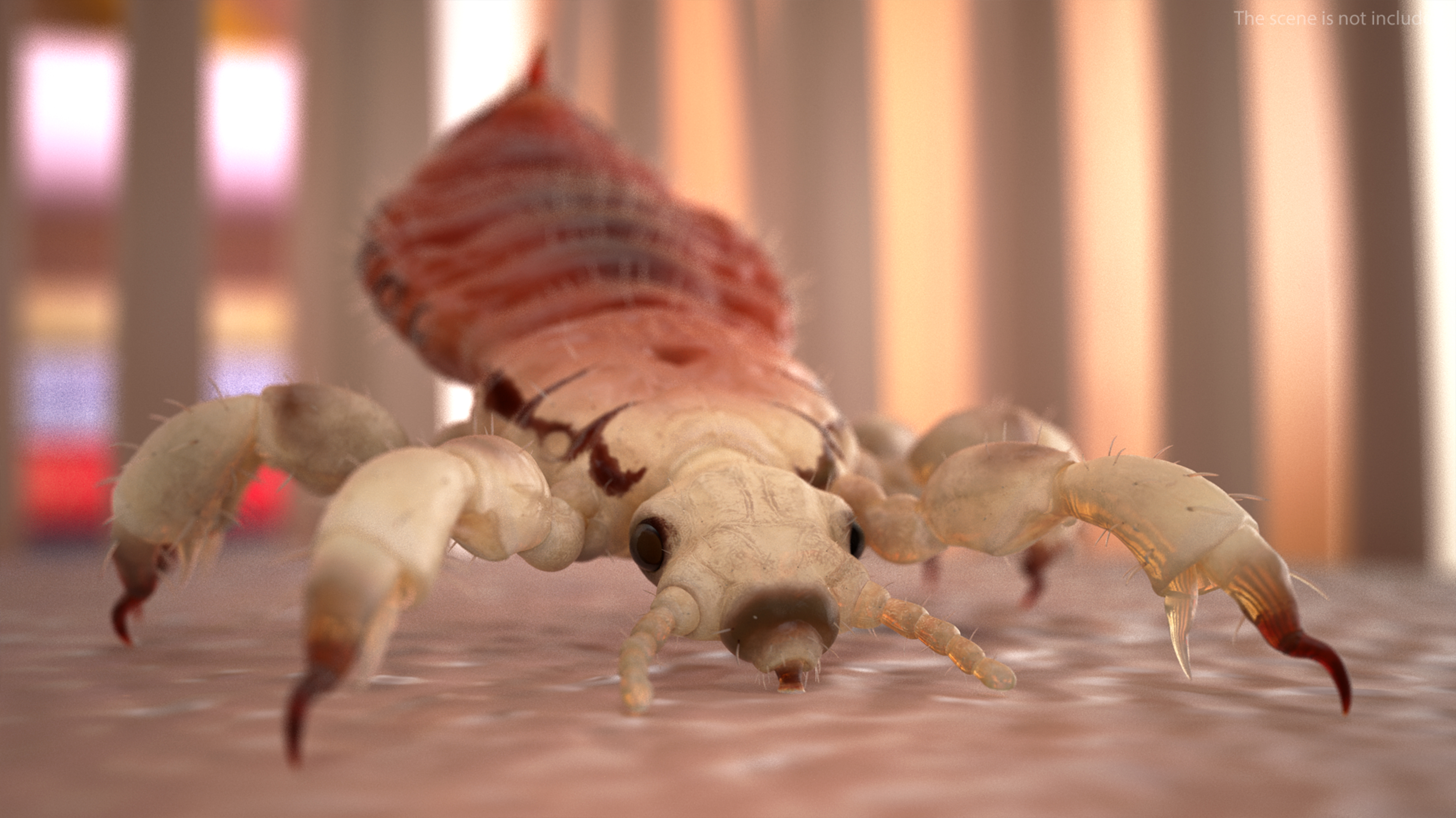 Louse with Blood Eating Pose SSS 3D