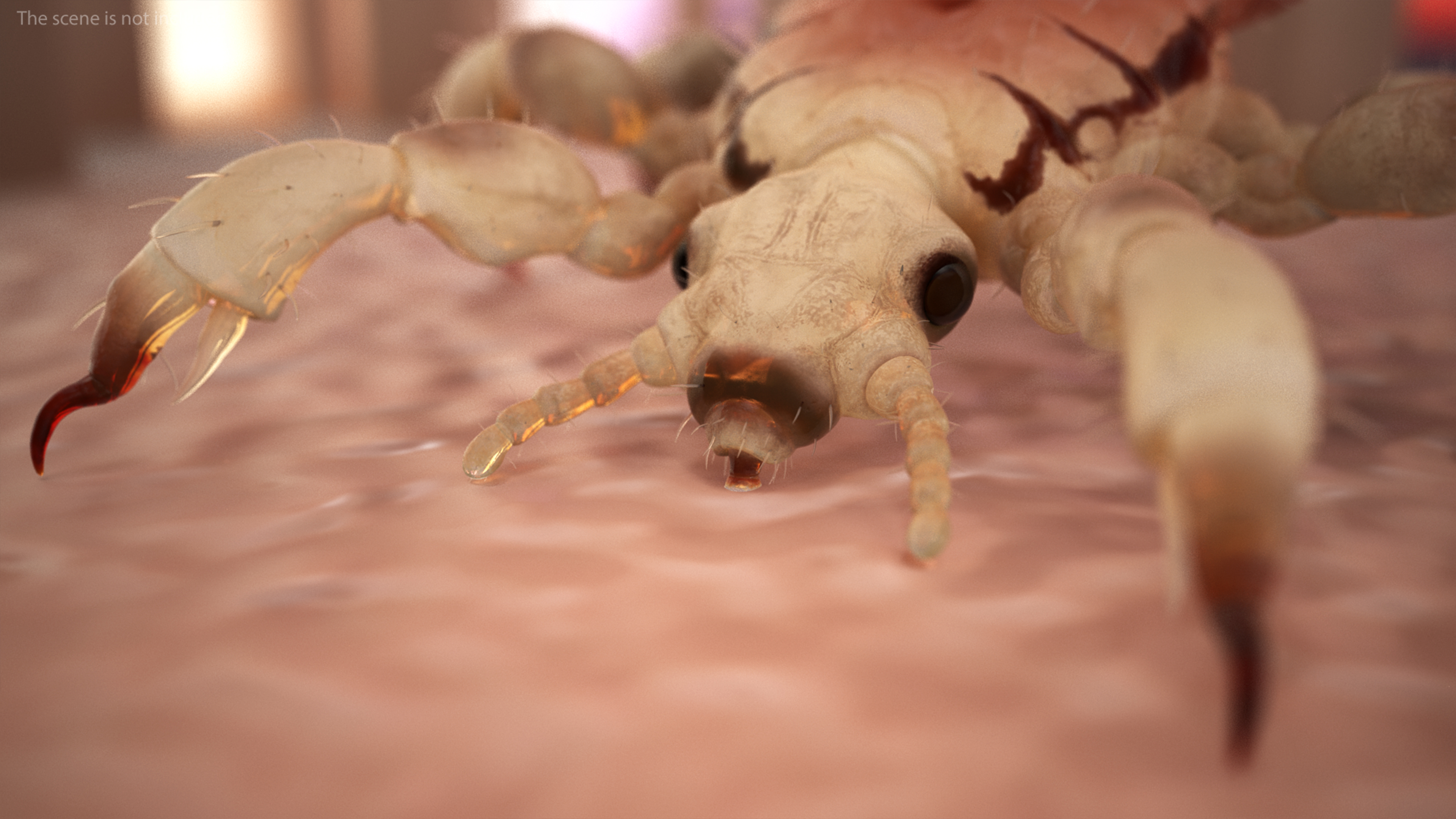 Louse with Blood Eating Pose SSS 3D