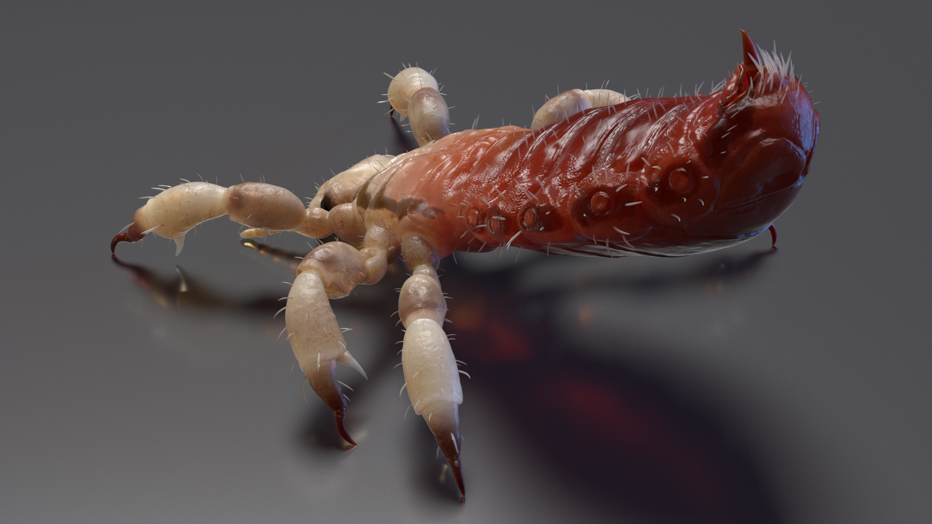 Louse with Blood Eating Pose SSS 3D