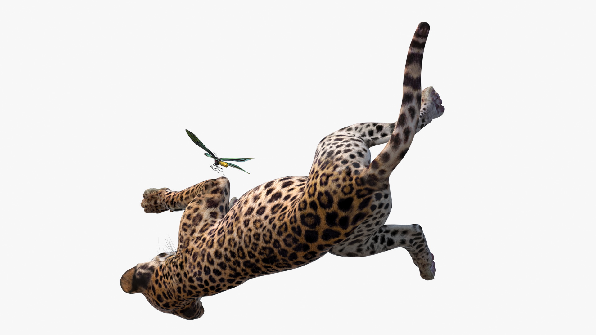 Playful Leopard Cub with Butterfly 3D model