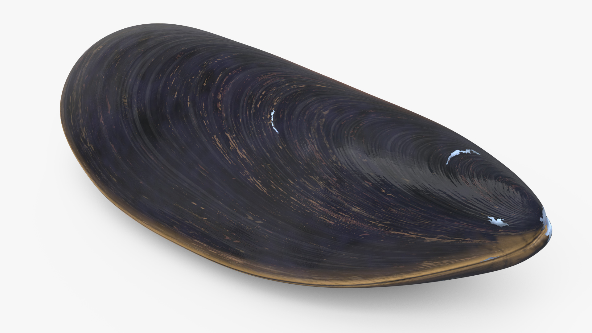 3D model Realistic Clam Shell