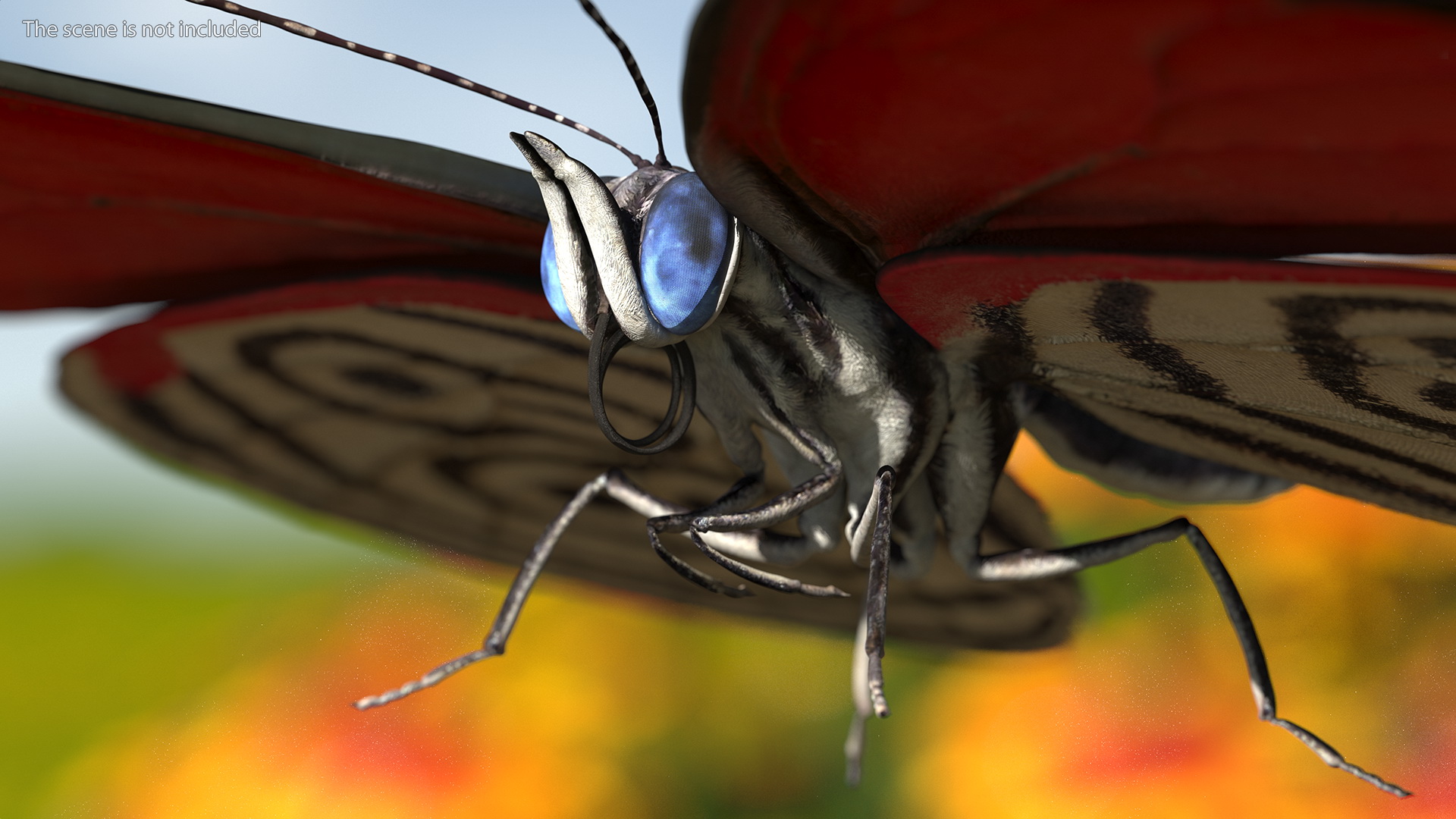 Diaethria Clymena Butterfly 3D