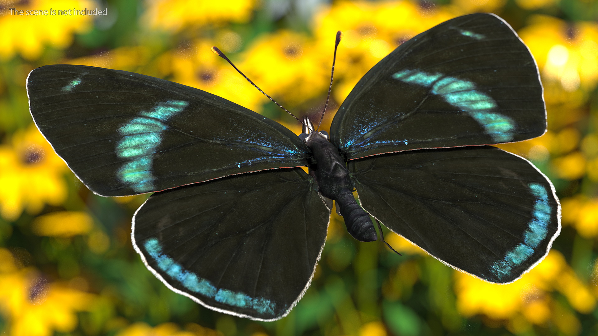 Diaethria Clymena Butterfly 3D