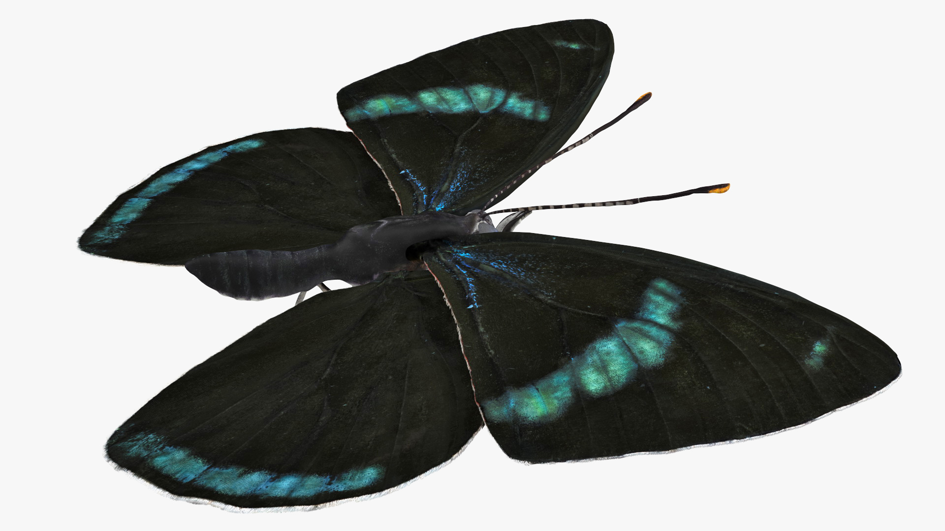 Diaethria Clymena Butterfly 3D