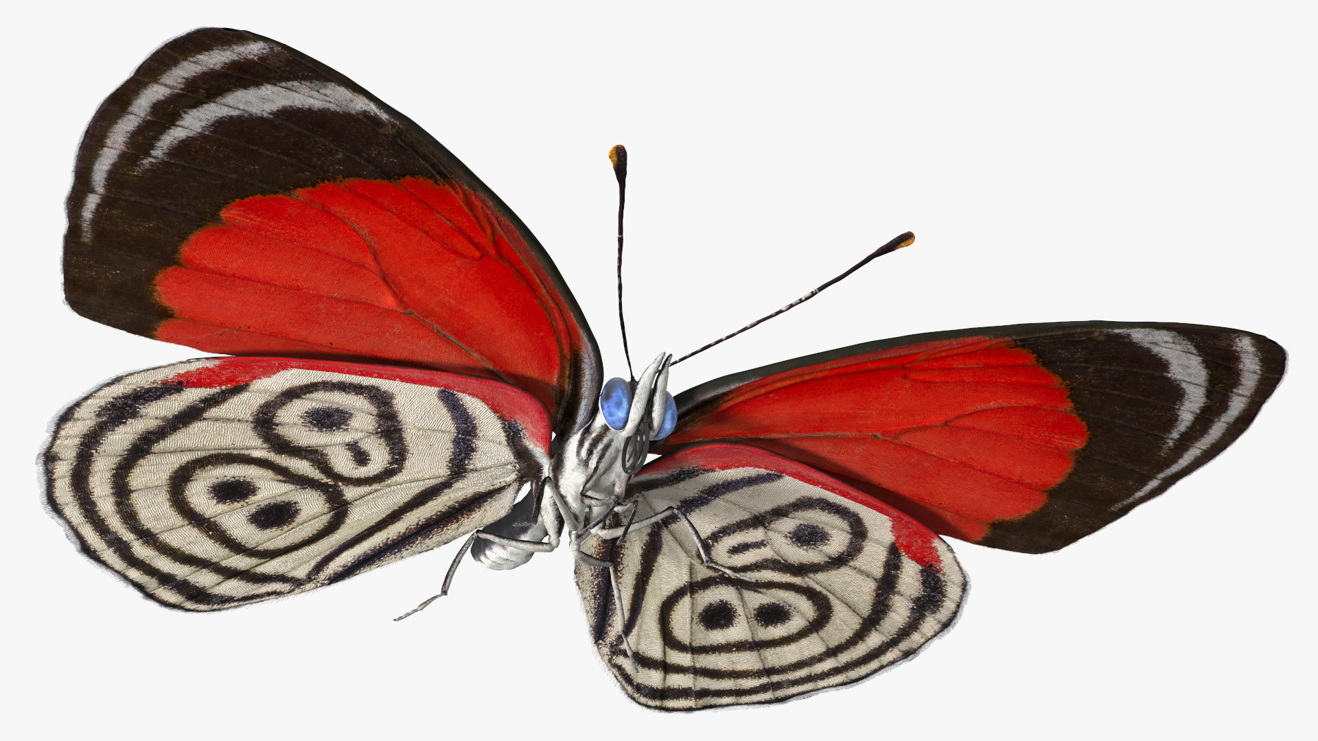 Diaethria Clymena Butterfly 3D