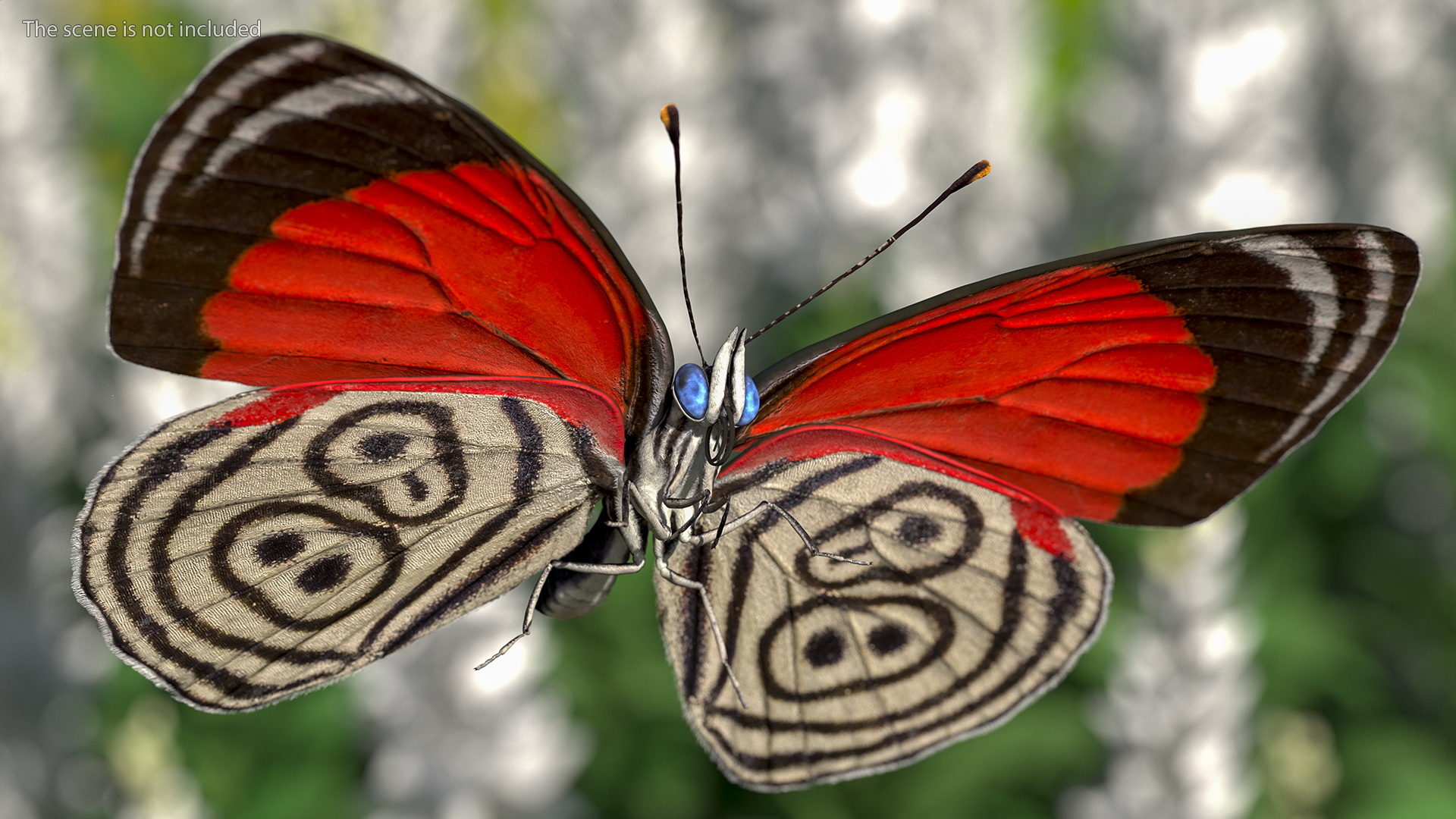 Diaethria Clymena Butterfly 3D