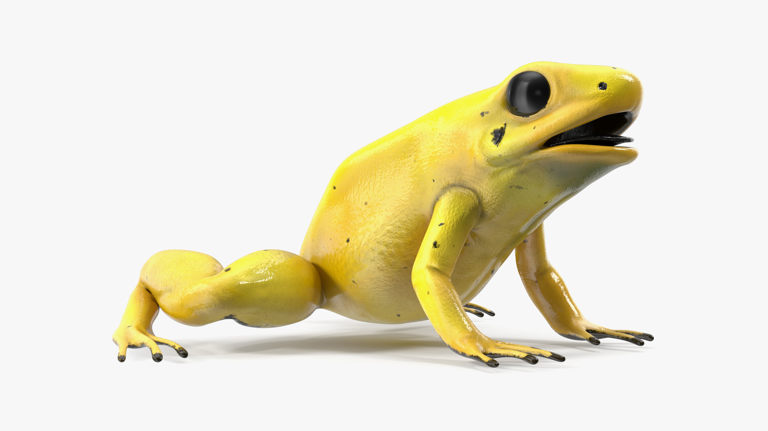 Golden Dart Frog Rigged for Cinema 4D 3D