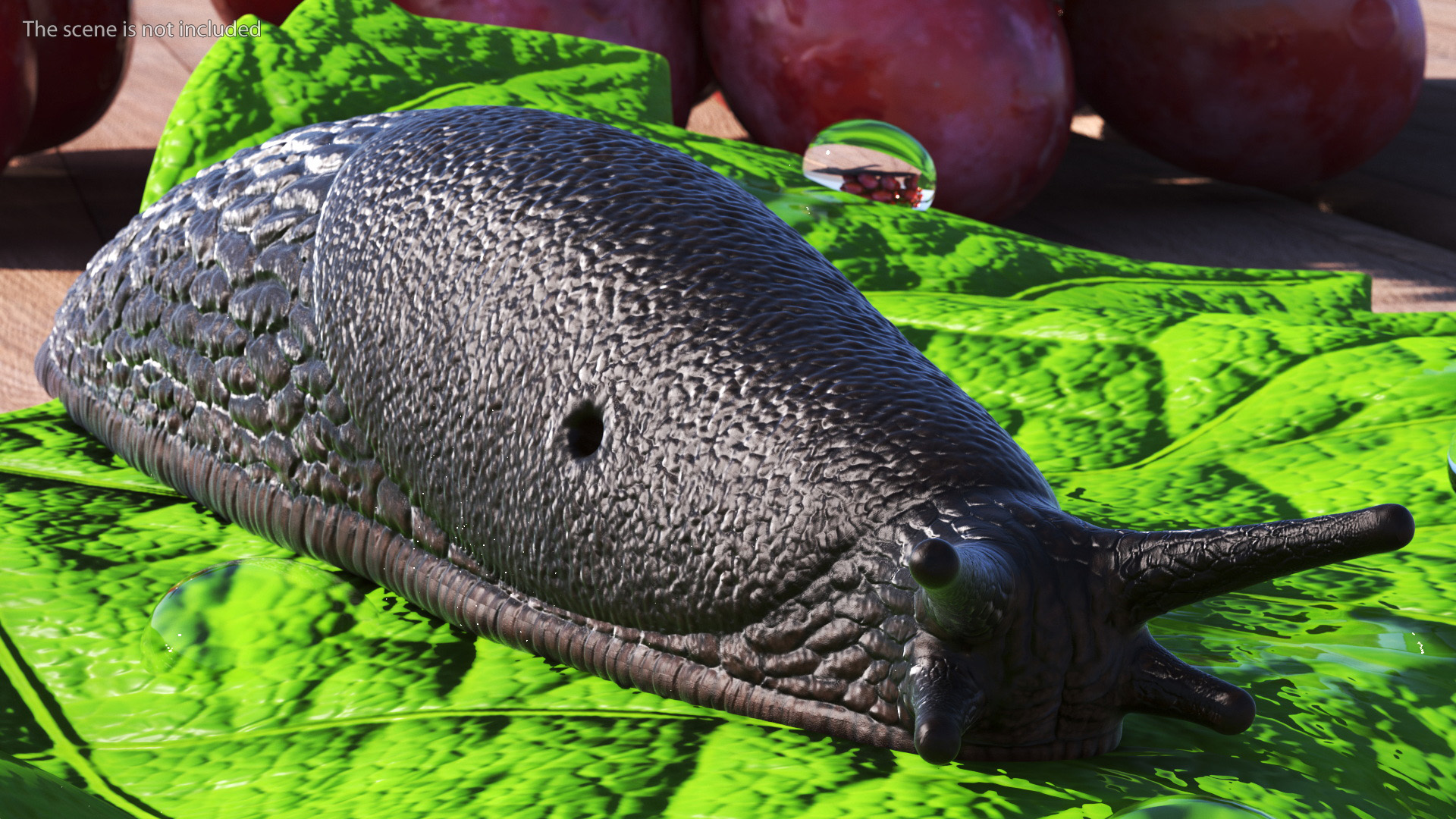 3D model Slug Arion Hortensis