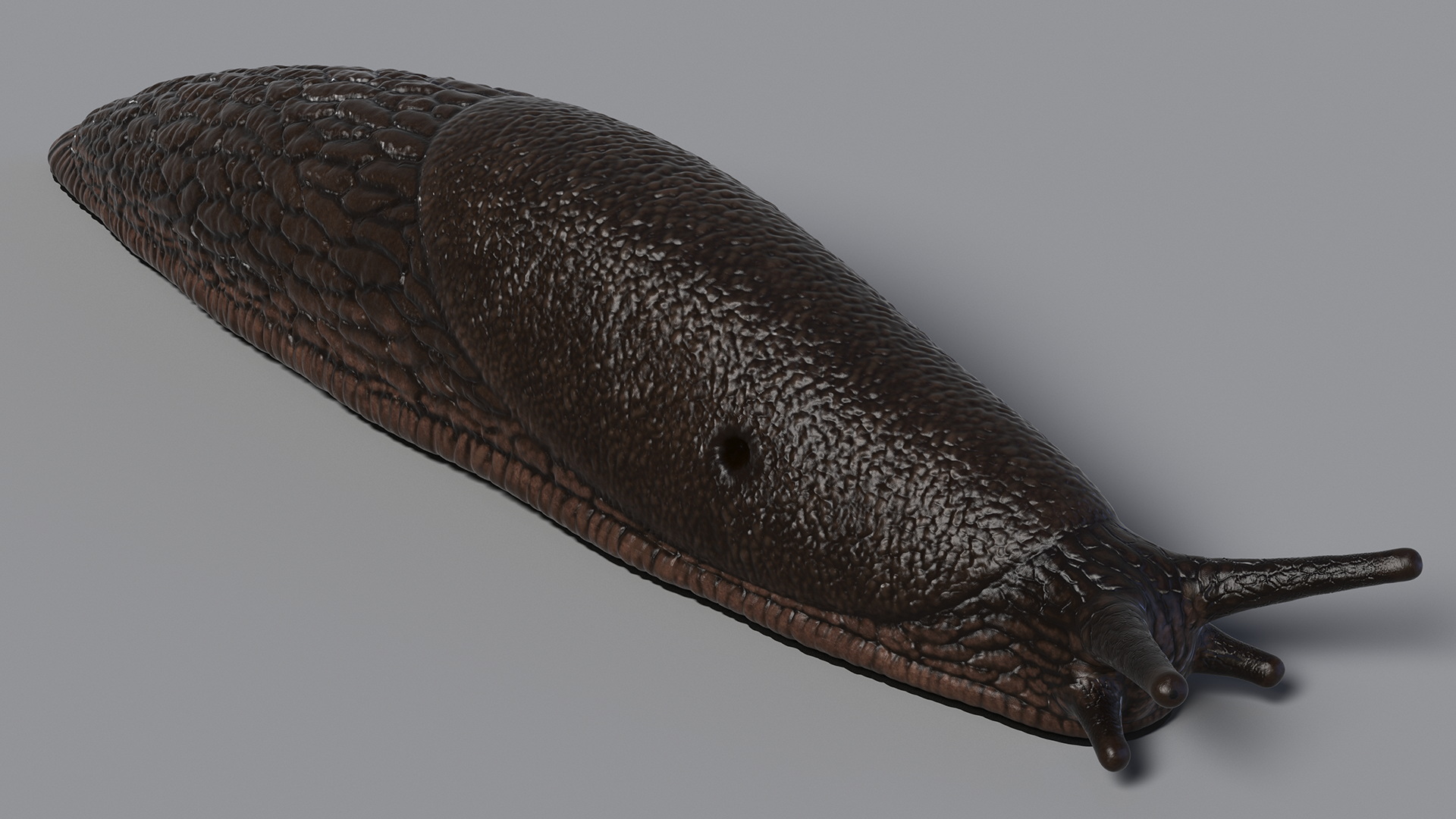 3D model Slug Arion Hortensis