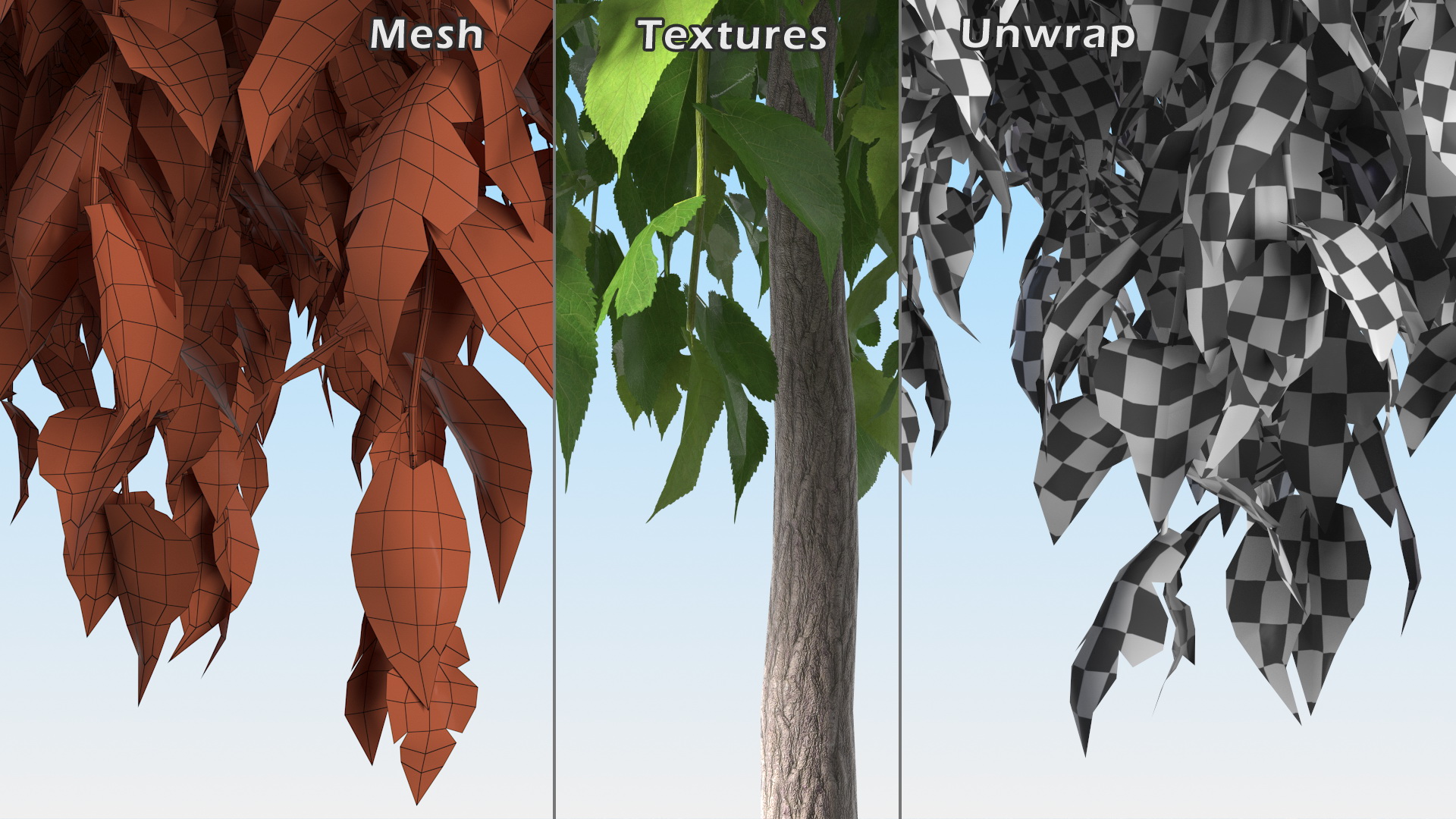 3D model Morus Tree