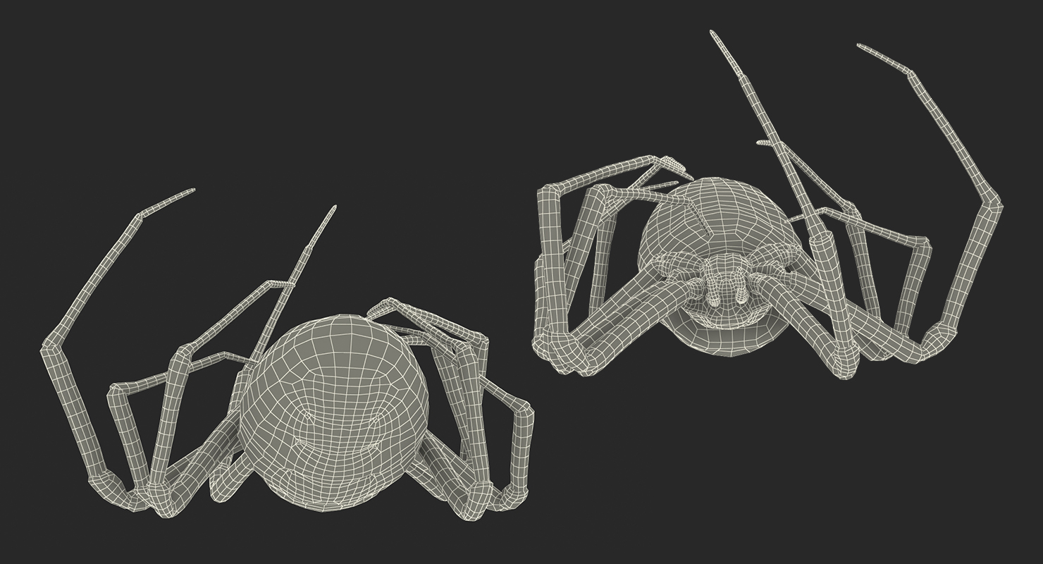 3D Corn Spider