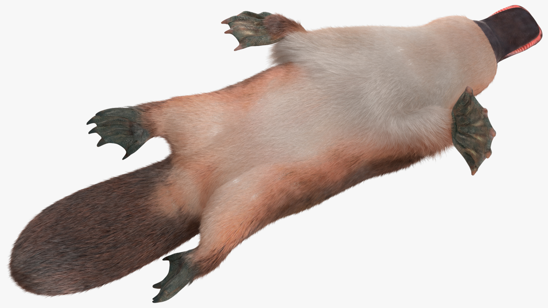 3D Swimming Platypus Fur