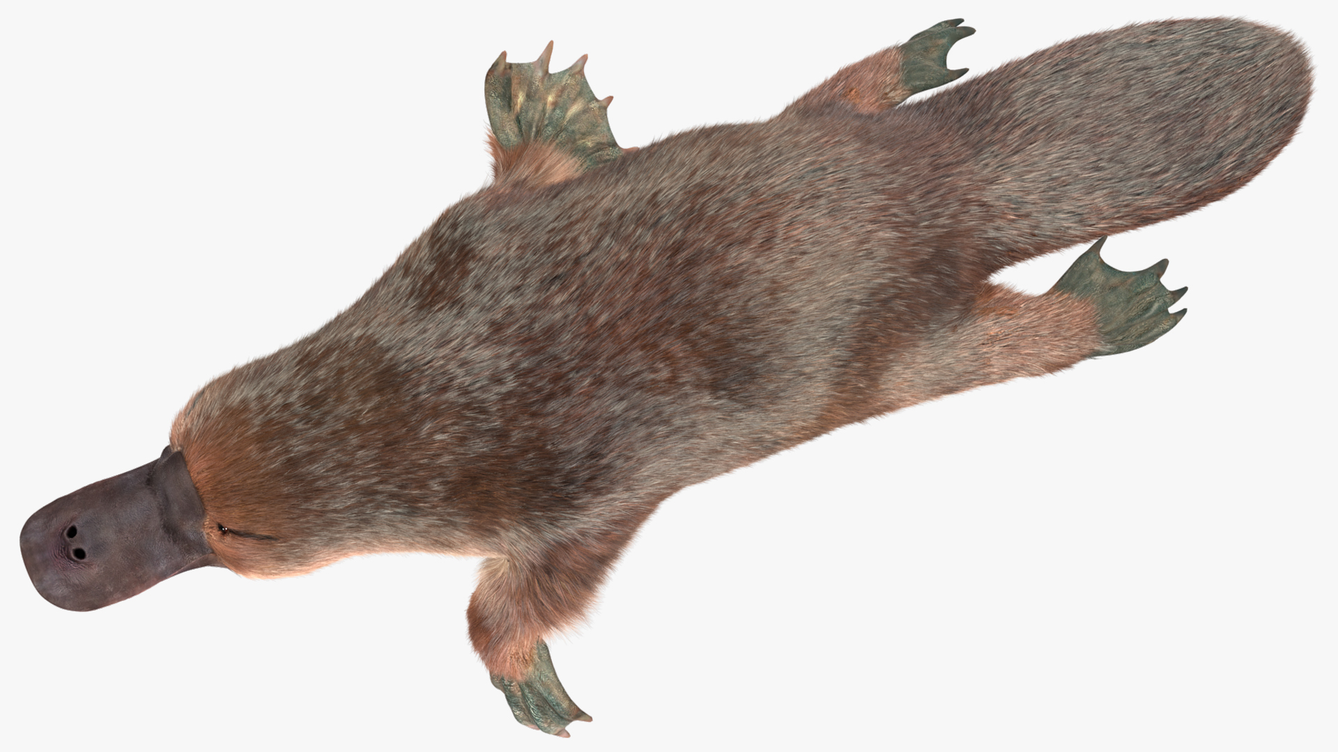 3D Swimming Platypus Fur