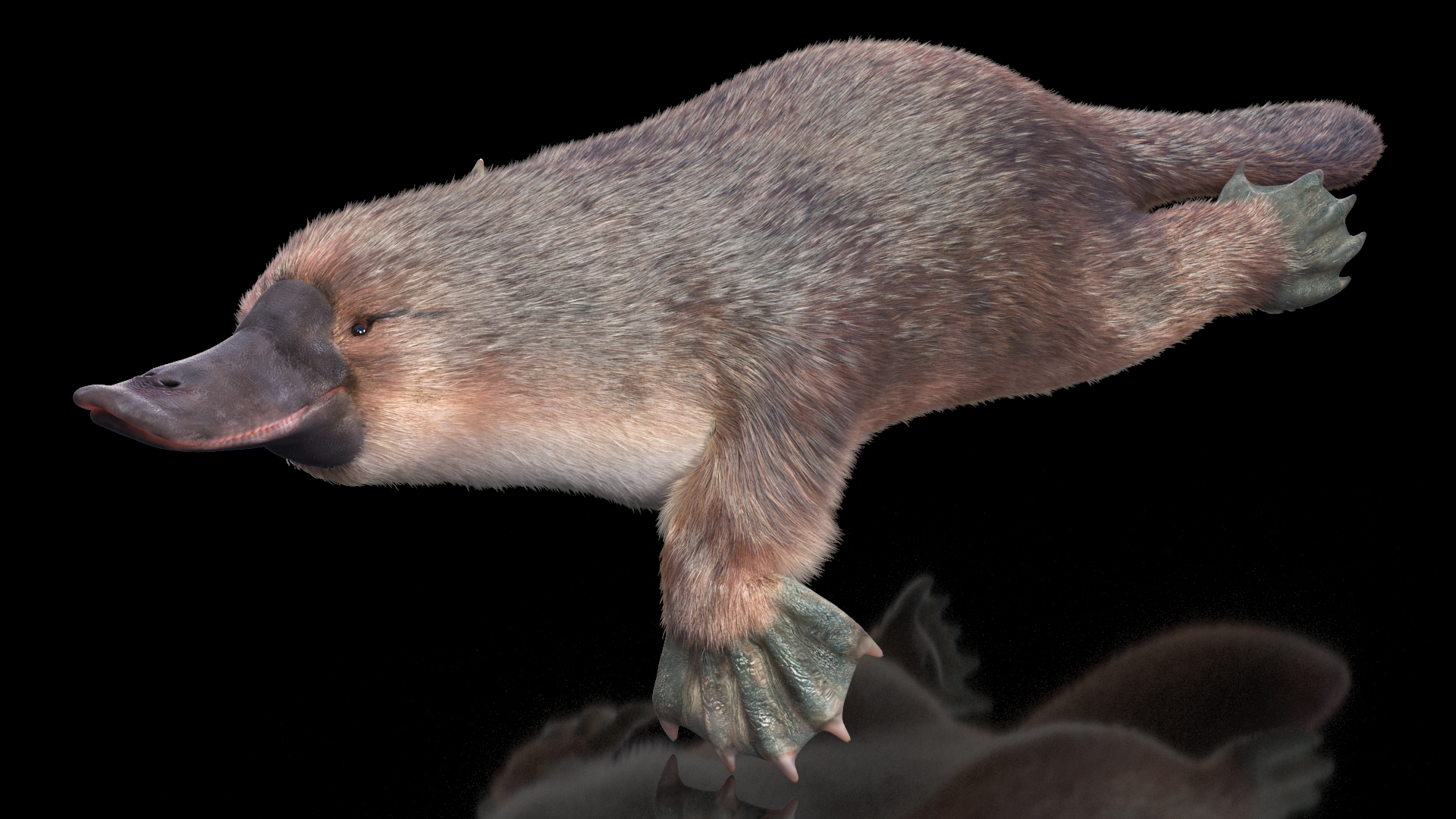 3D Swimming Platypus Fur