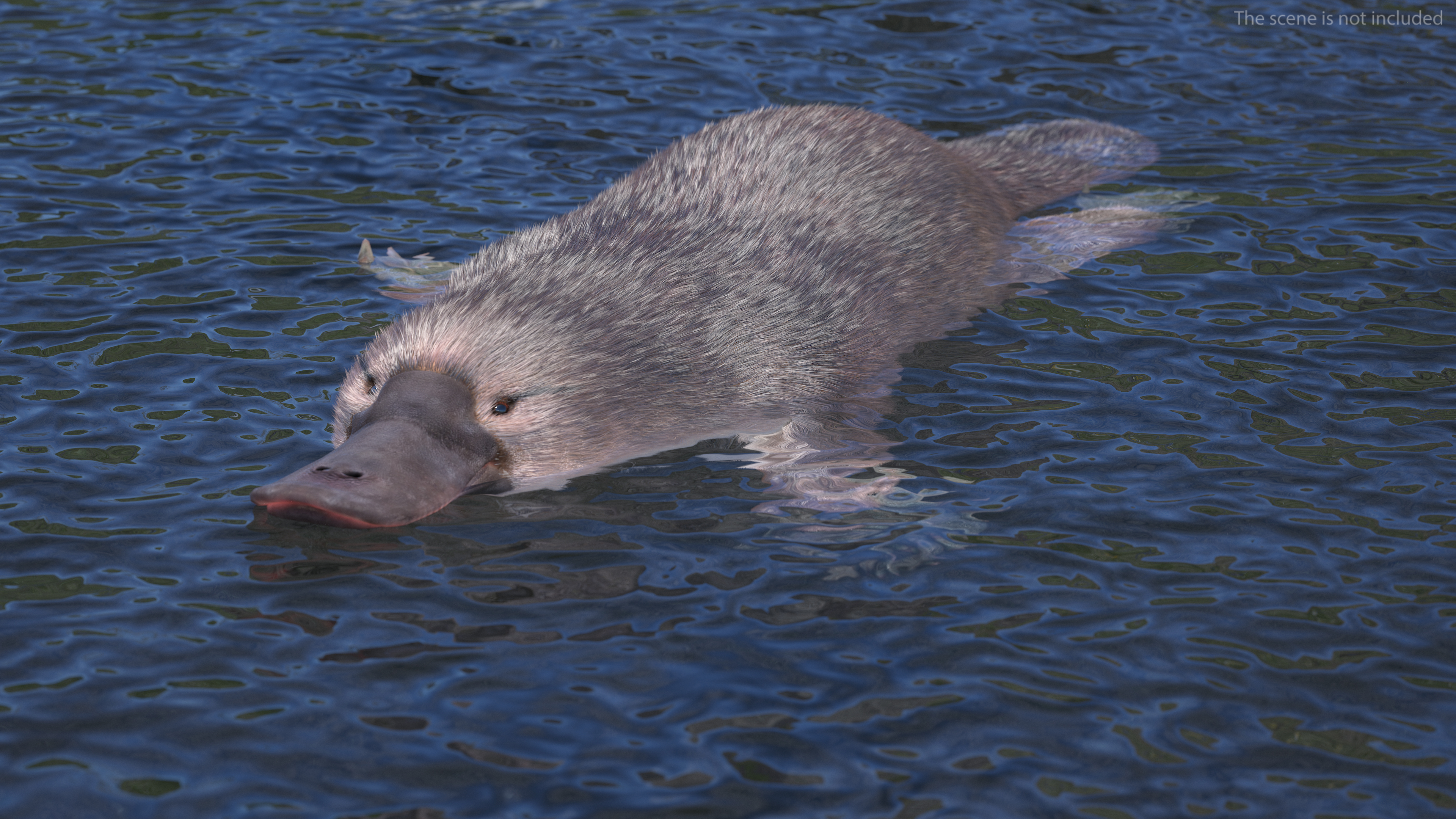 3D Swimming Platypus Fur