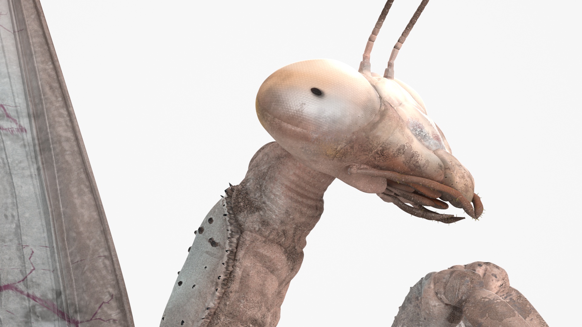 Praying Mantis Insect Fur Rigged 3D