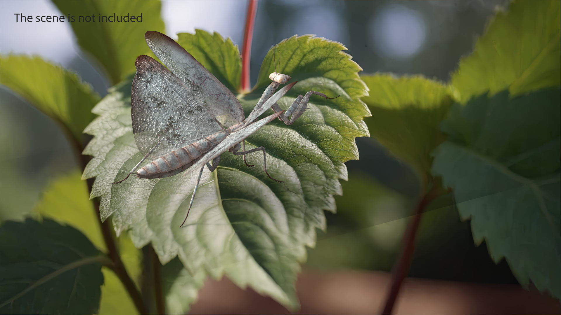 Praying Mantis Insect Fur Rigged 3D