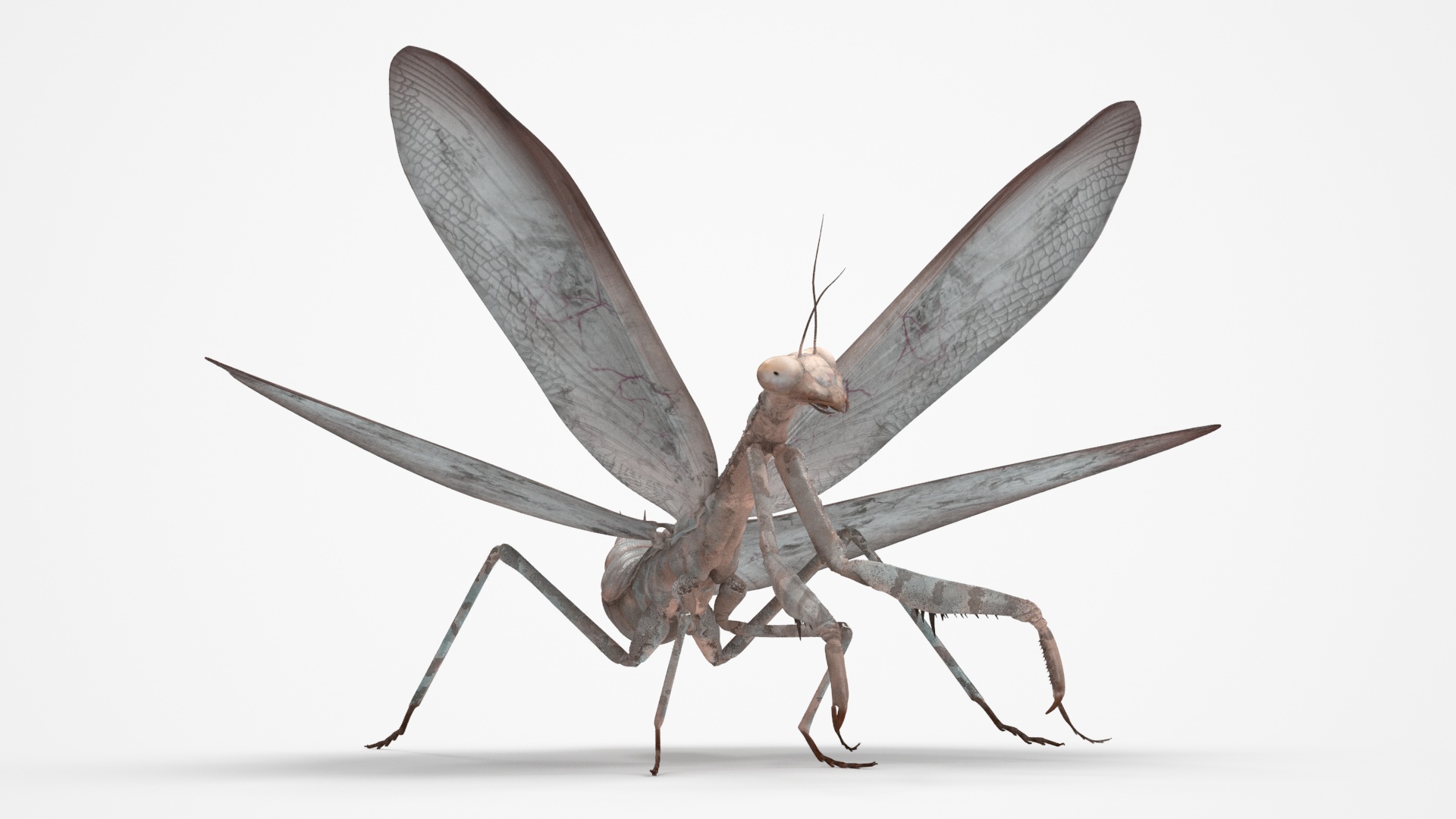 Praying Mantis Insect Fur Rigged 3D