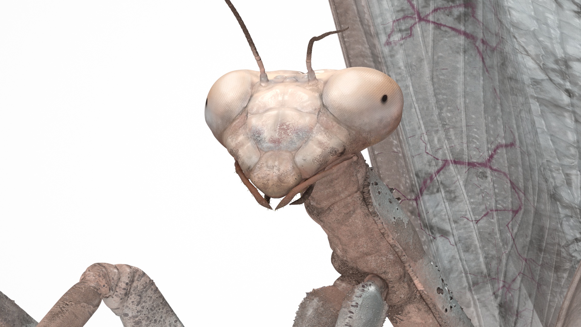 Praying Mantis Insect Fur Rigged 3D