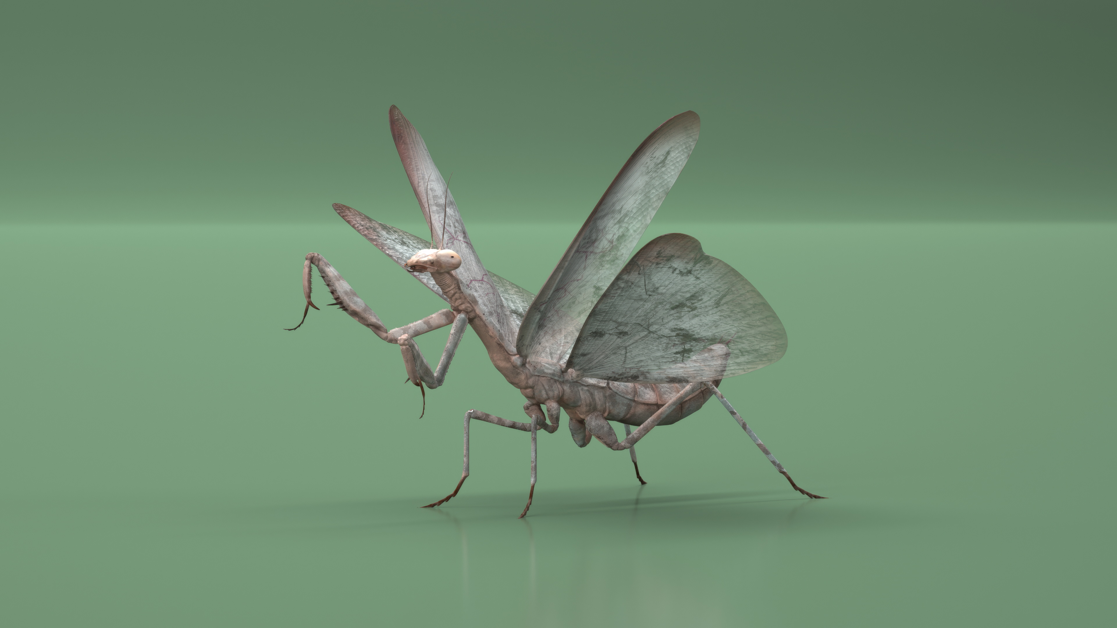 Praying Mantis Insect Fur Rigged 3D