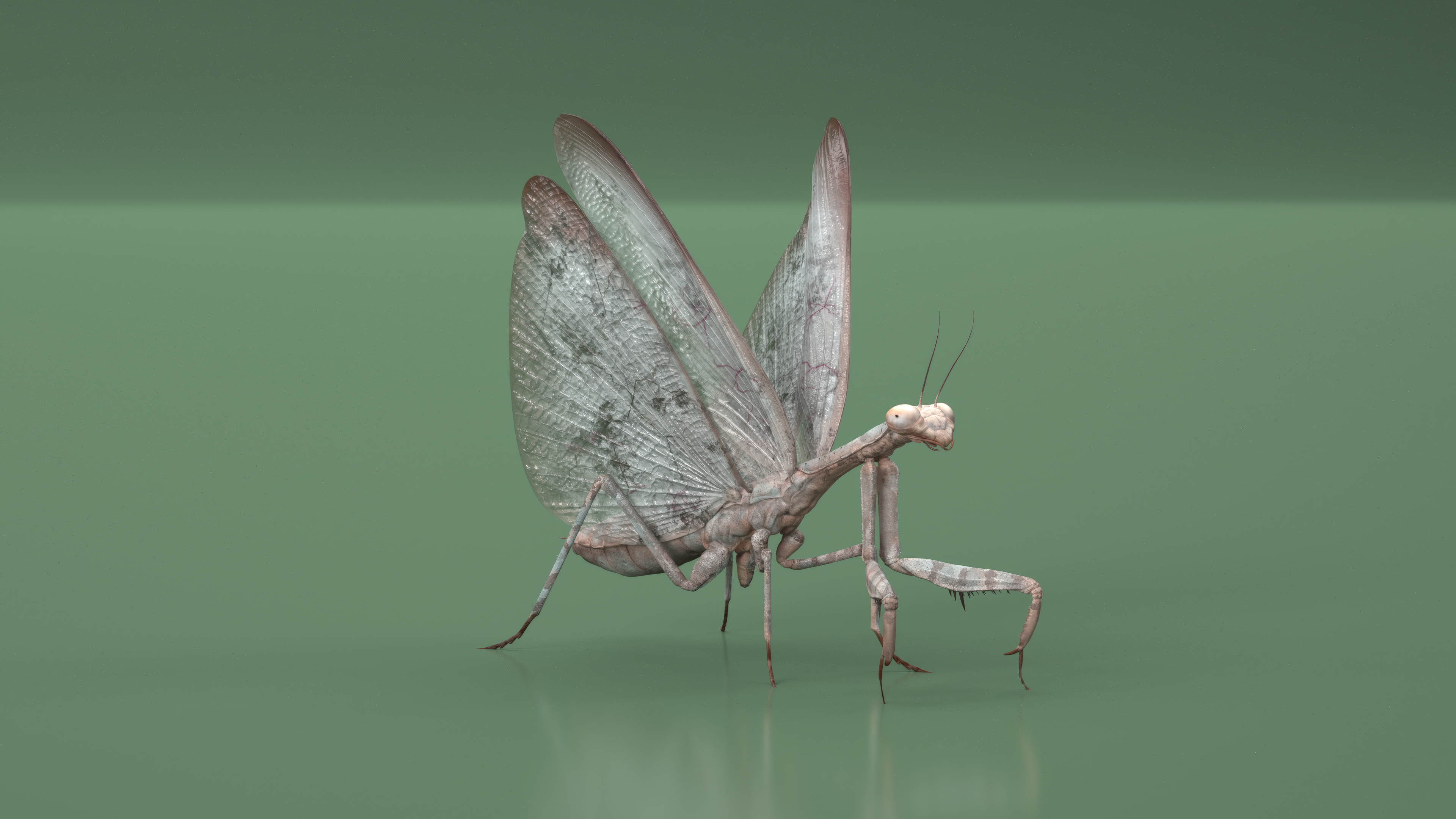 Praying Mantis Insect Fur Rigged 3D