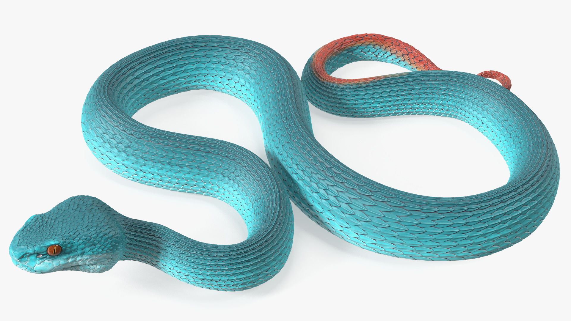 Viper Blue Trimeresurus Rigged for Maya 3D model