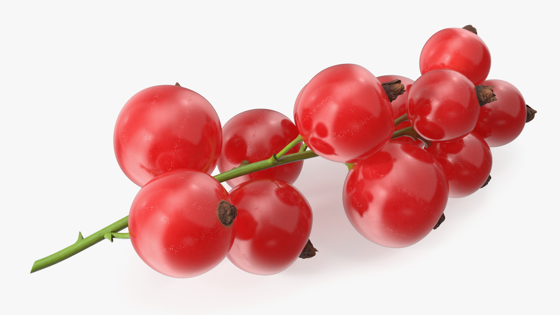 3D Red Currant Berries Branch