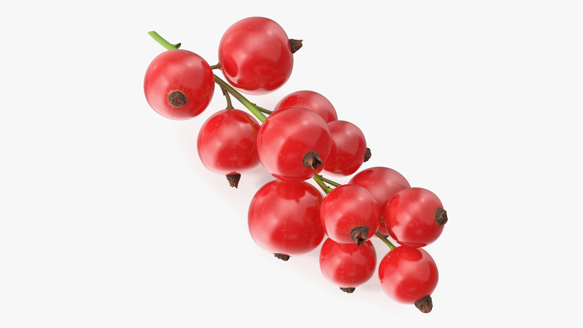 3D Red Currant Berries Branch