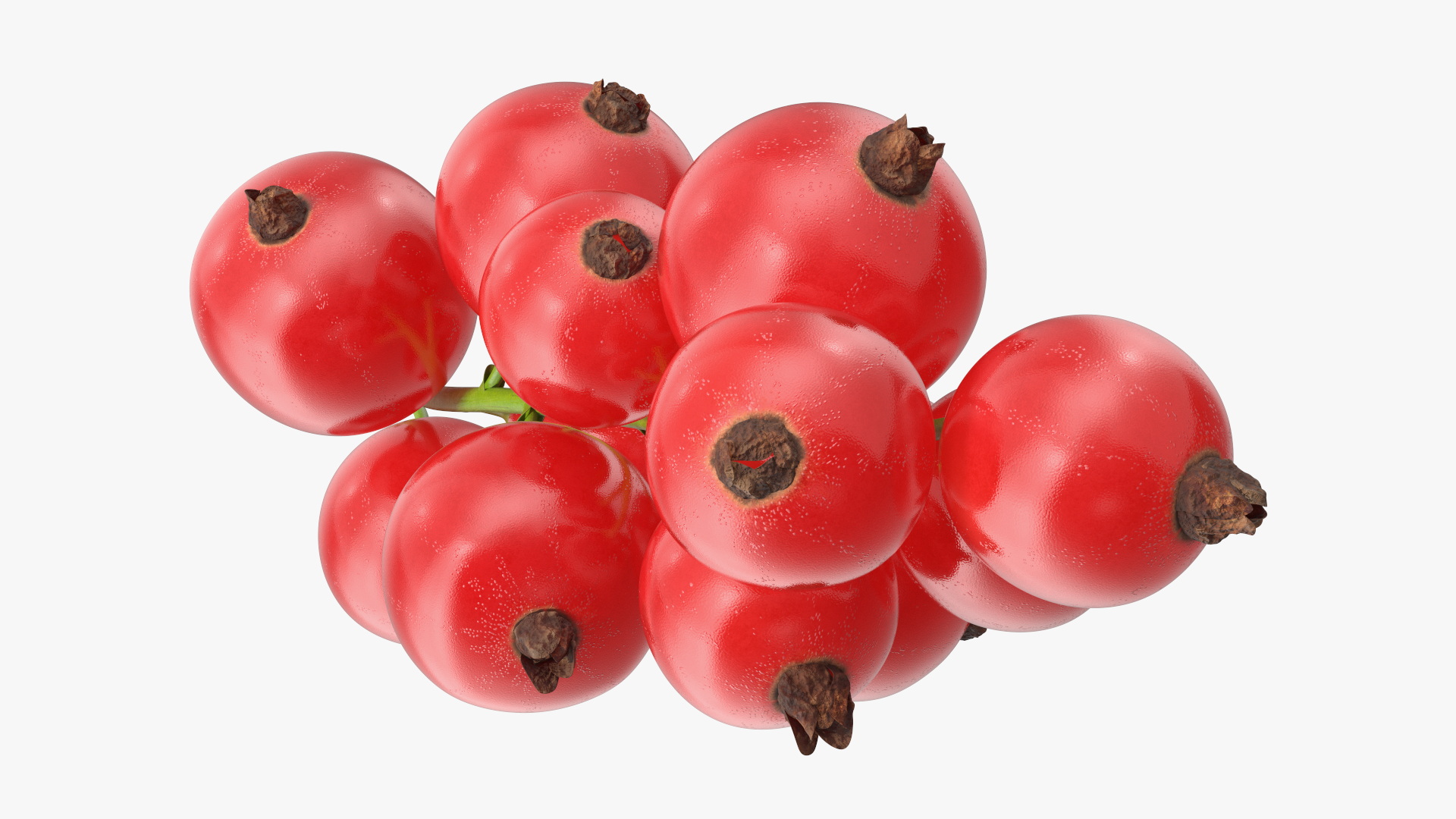 3D Red Currant Berries Branch