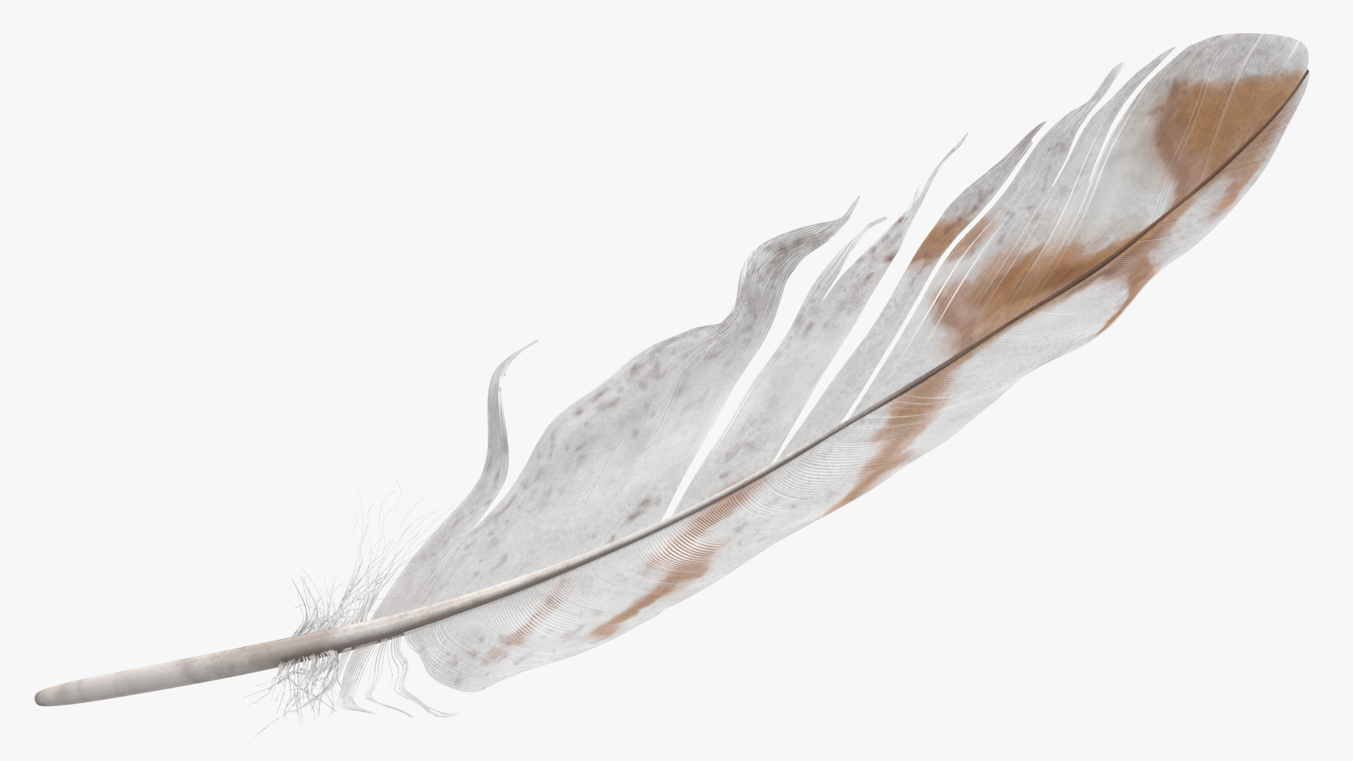 3D Bird Feathers model