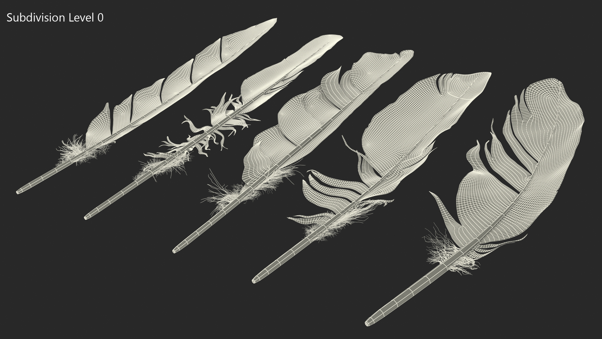 3D Bird Feathers model