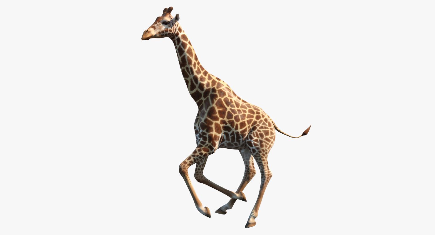 Giraffe Rigged 3D model