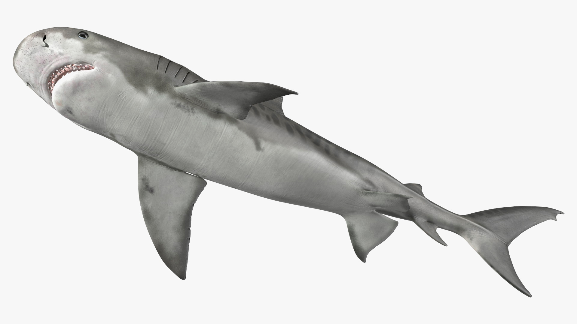 Tiger Shark Rigged for Cinema 4D 3D